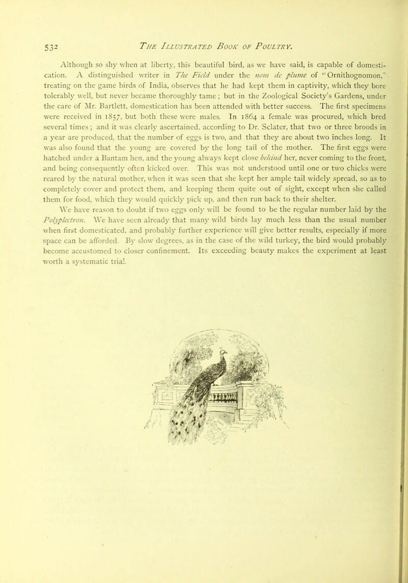 Although so shy when at liberty, this beautiful bird, as we have said, is capable of domesti- cation. A distinguished writer in The Field under the nom de plume of “ Ornithognomon,” treating on the game birds of India, observes that he had kept them in captivity, which they bore tolerably well, but never became thoroughly tame ; but in the Zoological Society’s Gardens, under the care of l\Ir. Bartlett, domestication has been attended with better success. The first specimens were received in 1857, but both these were males. In 1864 a female was procured, Avhich bred several times; and it Avas clearly ascertained, according to Dr. Sclater, that tAvo or three broods in a year are produced, that the number of eggs is tAVO, and that they are about tAvo inches long. It AA'as also found that the young are covered by the long tail of the mother. The first eggs Avere hatched under a Bantam hen, and the young ahvays kept close behind her, never coming to the front, and being consequently often kicked OA^er. This Avas not understood until one or tAvo chicks Avere reared by the natural mother, Avhen it AA'as seen that she kept her ample tail Avidely spread, so as to completely cover and protect them, and keeping them quite out of sight, except Avhen she called them for food, AA'hich they AA'ould quickly pick up, and then run back to their shelter. We have reason to doubt if tAvo eggs only Avill be found to be the regular number laid by the Polyplectro7i. We have seen already that man}' Avild birds lay much less than the usual number Avhen first domesticated, and probably further e.xperience Avill give better results, especially if more space can be afforded. By sIoav degrees, as in the case of the Avild turkey, the bird Avould probably become accustomed to closer confinement. Its exceeding beauty makes the experiment at least Avorth a systematic trial.