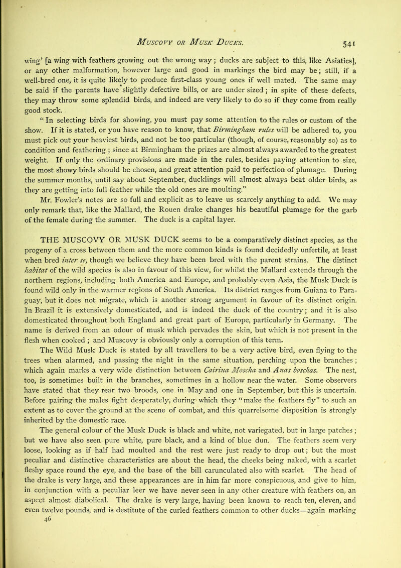 Muscovy or Musk Ducks. wing’ [a wing with feathers growing out the wrong way ; ducks are subject to this, like Asiatics], or any other malformation, however large and good in markings the bird may be; still, if a well-bred one, it is quite likely to produce first-class young ones if well mated. The same may be said if the parents have slightly defective bills, or are under sized ; in spite of these defects, they may throw some splendid birds, and indeed are very likely to do so if they come from really good stock. “ In selecting birds for showing, you must pay some attention to the rules or custom of the show. If it is stated, or you have reason to know, that Birmingham rules will be adhered to, you must pick out your heaviest birds, and not be too particular (though, of course, reasonably so) as to condition and feathering ; since at Birmingham the prizes are almost always awarded to the greatest weight. If only the ordinary provisions are made in the rules, besides paying attention to size, the most showy birds should be chosen, and great attention paid to perfection of plumage. During the summer months, until say about September, ducklings will almost always beat older birds, as they are getting into full feather while the old ones are moulting.” Mr. Fowler’s notes are so full and explicit as to leave us scarcely anything to add. We may only remark that, like the Mallard, the Rouen drake changes his beautiful plumage for the garb of the female during the summer. The duck is a capital layer. THE MUSCOVY OR MUSK DUCK seems to be a comparatively distinct species, as the progeny of a cross between them and the more common kinds is found decidedly unfertile, at least when bred inter se, though we believe they have been bred with the parent strains. The distinct habitat of the wild species is also in favour of this view, for whilst the Mallard extends through the northern regions, including both America and Europe, and probably even Asia, the Musk Duck is found wild only in the warmer regions of South America. Its district ranges from Guiana to Para- guay, but it does not migrate, which is another strong argument in favour of its distinct origin. In Brazil it is extensively domesticated, and is indeed the duck of the country; and it is also domesticated throughout both England and great part of Europe, particularly in Germany. The name is derived from an odour of musk which pervades the skin, but which is not present in the flesh when cooked ; and Muscovy is obviously only a corruption of this term. The Wild Musk Duck is stated by all travellers to be a very active bird, even flying to th? trees when alarmed, and passing the night in the same situation, perching upon the branches ; which again marks a very wide distinction between Cairina Moscha and Anas boschas. The nest, too, is sometimes built in the branches, sometimes in a hollow near the water. Some observers have stated that they rear two broods, one in May and one in September, but this is uncertain. Before pairing the males fight desperately, during which they “make the feathers fly” to such an extent as to cover the ground at the scene of combat, and this quarrelsome disposition is strongly inherited by the domestic race. The general colour of the Musk Duck is black and white, not variegated, but in large patches ; but we have also seen pure white, pure black, and a kind of blue dun. The feathers seem very loose, looking as if half had moulted and the rest were just ready to drop out; but the most peculiar and distinctive characteristics are about the head, the cheeks being naked, with a scarlet fleshy space round the eye, and the base of the bill carunculated also with scarlet. The head of the drake is very large, and these appearances are in him far more conspicuous, and give to him, in conjunction with a peculiar leer we have never seen in any other creature with feathers on, an aspect almost diabolical. The drake is very large, having been known to reach ten, eleven, and even twelve pounds, and is destitute of the curled feathers common to other ducks—again marking 46