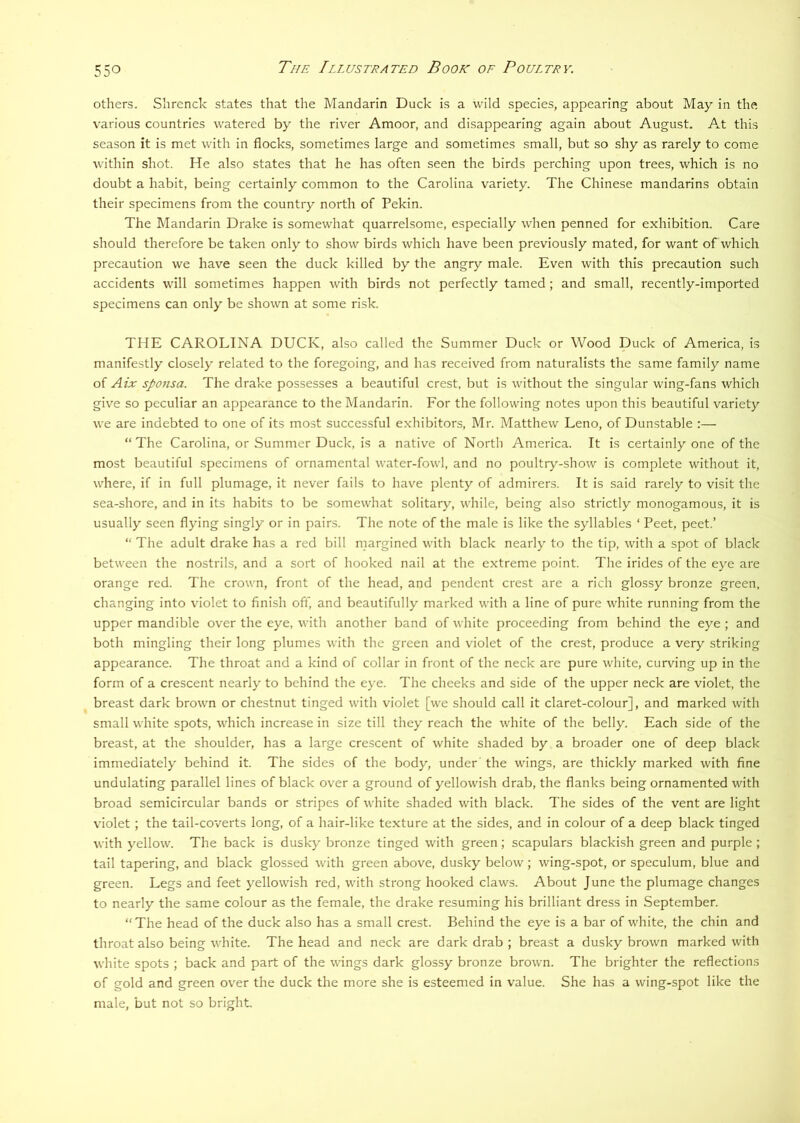 others. Slirenck states that the Mandarin Duck is a wild species, appearing about May in the v'arious countries watered by the river Amoor, and disappearing again about August. At this season it is met with in flocks, sometimes large and sometimes small, but so shy as rarely to come Avithin shot. He also states that he has often seen the birds perching upon trees, which is no doubt a habit, being certainly common to the Carolina variety. The Chinese mandarins obtain their specimens from the country north of Pekin. The Mandarin Drake is somewhat quarrelsome, especially when penned for exhibition. Care should therefore be taken only to show birds which have been previously mated, for want of which precaution we have seen the duck killed by the angry male. Even with this precaution such accidents will sometimes happen Avith birds not perfectly tamed; and small, recently-imported specimens can only be shoAvn at some risk. THE CAROLINA DUCK, also called the Summer Duck or Wood Duck of America, is manifestly closely related to the foregoing, and has received from naturalists the same family name of Aix sponsa. The drake possesses a beautiful crest, but is without the singular wing-fans which give so peculiar an appearance to the Mandarin. For the following notes upon this beautiful variety AA'e are indebted to one of its most successful exhibitors, Mr. Matthew Leno, of Dunstable :— “The Carolina, or Summer Duck, is a native of North America. It is certainly one of the most beautiful specimens of ornamental Avater-fowl, and no poultrj^-show is complete without it, Avhere, if in full plumage, it never fails to have plenty of admirers. It is said rarely to visit the sea-shore, and in its habits to be someAvhat solitary, Avdiile, being also strictly monogamous, it is usually seen flying singly or in pairs. The note of the male is like the syllables ‘ Peet, peet.’ “ The adult drake has a red bill margined Avith black nearly to the tip, Avith a spot of black between the nostrils, and a sort of hooked nail at the extreme point. The irides of the eye are orange red. The croAvn, front of the head, and pendent crest are a rich glossy bronze green, changing into violet to flnish oft', and beautifully marked with a line of pure Avdiite running from the upper mandible over the eye, Avith another band of A\ hite proceeding from behind the eye ; and both mingling their long plumes Avith the green and violet of the crest, produce a very striking appearance. The throat and a kind of collar in front of the neck are pure Avhite, curving up in the form of a crescent nearly to behind the eye. The cheeks and side of the upper neck are violet, the breast dark broAvn or chestnut tinged wdth violet [we should call it claret-colour], and marked with small Avhite spots, AA^hich increase in size till they reach the Avhite of the belly. Each side of the breast, at the shoulder, has a large crescent of Avhite shaded by a broader one of deep black immediately behind it. The sides of the body, under' the wings, are thickly marked Avith fine undulating parallel lines of black over a ground of yelloAvish drab, the flanks being ornamented with broad semicircular bands or stripes of Avhite shaded Avith black. The sides of the vent are light A'iolet; the tail-coverts long, of a hair-like texture at the sides, and in colour of a deep black tinged Avith yelloAV. The back is dusky bronze tinged Avith green; scapulars blackish green and purple ; tail tapering, and black glossed Avith green above, dusky beloAV; Aving-spot, or speculum, blue and green. Legs and feet yelloAvish red, Avith strong hooked claws. About June the plumage changes to nearly the same colour as the female, the drake resuming his brilliant dress in September. “The head of the duck also has a small crest. Behind the eye is a bar of white, the chin and throat also being Avhite. The head and neck are dark drab ; breast a dusky brown marked with Avhite spots ; back and part of the AAungs dark glossy bronze broAvn. The brighter the reflections of gold and green over the duck the more she is esteemed in value. She has a Aving-spot like the male, but not so bright