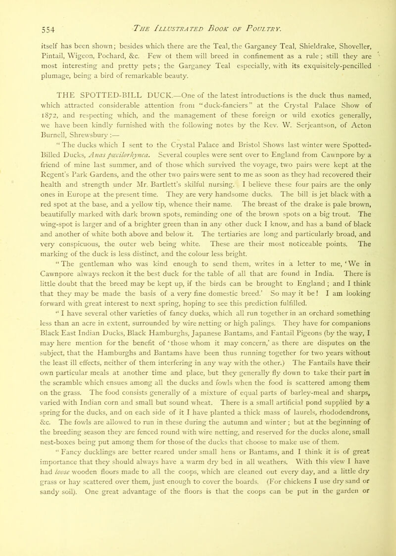 itself has been shown; besides which there are the Teal, the Garganey Teal, Shieldrake, Shoveller, Pintail, Wigeon, Pochard, &c. Few ot them will breed in confinement as a rule ; still they are most interesting and pretty pets; the Garganey Teal especially, with its exquisitely-pencilled plumage, being a bird of remarkable beauty. THE SPOTTED-BILL DUCK.—One of the latest introductions is the duck thus named, which attracted considerable attention from “duck-fanciers” at the Crystal Palace Show of 1872, and respecting which, and the management of these foreign or wild exotics generally, we have been kindly furnished with the following notes by the Rev. W. Serjeantson, of Acton Burnell, Shrewsbury :— “ The ducks which I sent to the Crystal Palace and Bristol Shows last winter were Spotted- Billed Ducks, Aliaspcccilorhynca. Several couples were sent over to England from Cawnpore by a friend of mine last summer, and of those which survived the voyage, two pairs were kept at the Regent’s Park Gardens, and the other two pairs were sent to me as soon as they had recovered their health and strength under Mr. Bartlett’s skilful nursing. I believe these four pairs are the only ones in Europe at the present time. They are very handsome ducks. The bill is jet black with a red spot at the base, and a yellow tip, whence their name. The breast of the drake is pale brown, beautifully marked with dark brown spots, reminding one of the brown spots on a big trout. The wing-spot is larger and of a brighter green than in any other duck I know, and has a band of black and another of white both above and below it. The tertiaries are long and particularly broad, and very conspicuous, the outer web being white. These are their most noticeable points. The marking of the duck is less distinct, and the colour less bright. “The gentleman who was kind enough to send them, writes in a letter to me,‘We in Cawnpore always reckon it the best duck for the table of all that are found in India. There is little doubt that the breed may be kept up, if the birds can be brought to England ; and I think that they may be made the basis of a very fine domestic breed.’ So may it be! I am looking forward with great interest to next spring, hoping to see this prediction fulfilled. “ I have several other varieties of fancy ducks, which all run together in an orchard something less than an acre in extent, surrounded by wire netting or high palings. They have for companions Black East Indian Ducks, Black Hamburghs, Japanese Bantams, and Fantail Pigeons (by the way, I may here mention for the benefit of ‘ those whom it may concern,’ as there are disputes on the subject, that the Hamburghs and Bantams have been thus running together for two years without the least ill effects, neither of them interfering in any way with the other.) The Fantails have their own particular meals at another time and place, but they generally fly down to take their part in the scramble which ensues among all the ducks and fowls when the food is scattered among them on the grass. The food consists generally of a mixture of equal parts of barley-meal and sharps, varied with Indian corn and small but sound wheat. There is a small artificial pond supplied by a spring for the ducks, and on each side of it I have planted a thick mass of laurels, rhododendrons, &c. The fowls are allowed to run in these during the autumn and winter ; but at the beginning of the breeding season they are fenced round wdth wire netting, and reserved for the ducks alone, small nest-boxes being put among them for those of the ducks that choose to make use of them. “ Fancy ducklings are better reared under small hens or Bantams, and I think it is of great importance that they should always have a warm dry bed in all weathers. With this view I have had Loose wooden floors made to all the coops, which are cleaned out every day, and a little dry grass or hay scattered over them, just enough to cover the boards. (For chickens I use dry sand or sandy soil). One great advantage of the floors is that the coops can be put in the garden or