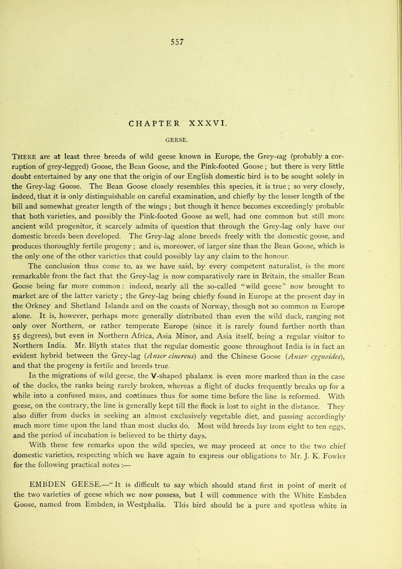 CHAPTER XXXVI. GEESE. There are at least three breeds of wild geese known in Europe, the Grey-iag (probably a cor- ruption of grey-legged) Goose, the Bean Goose, and the Pink-footed Goose; but there is very little doubt entertained by any one that the origin of our English domestic bird is to be sought solely in the Grey-lag Goose. The Bean Goose closely resembles this species, it is true; so very closely, indeed, that it is only distinguishable on careful examination, and chiefly by the lesser length of the bill and somewhat greater length of the wings ; but though it hence becomes exceedingly probable that both varieties, and possibly the Pink-footed Goose as well, had one common but still more ancient wild progenitor, it scarcely admits of question that through the Grey-lag only have our domestic breeds been developed. The Grey-lag alone breeds freely with the domestic goose, and produces thoroughly fertile progeny; and is, moreover, of larger size than the Bean Goose, which is the only one of the other varieties that could possibly lay any claim to the honour. The conclusion thus come to, as we have said, by every competent naturalist, is the more remarkable from the fact that the Grey-lag is now comparatively rare in Britain, the smaller Bean Goose being far more common: indeed, nearly all the so-called “wild geese” now brought to market are of the latter variety; the Grey-lag being chiefly found in Europe at the present day in the Orkney and Shetland Islands and on the coasts of Norway, though not so common in Europe alone. It is, however, perhaps more generally distributed than even the wild duck, ranging not only over Northern, or rather temperate Europe (since it is rarely found further north than 55 degrees), but even in Northern Africa, Asia Minor, and Asia itself, being a regular visitor to Northern India. Mr. Blyth states that the regular domestic goose throughout India is in fact an evident hybrid between the Grey-lag {Anser cinereus) and the Chinese Goose (Auser cygnoides), and that the progeny is fertile and breeds true. In the migrations of wild geese, the V-shaped phalanx is. even more marked than in the case of the ducks, the ranks being rarely broken, whereas a flight of ducks frequently breaks up for a while into a confused mass, and continues thus for some time before the line is reformed. With geese, on the contrary, the line is generally kept till the flock is lost to sight in the distance. They also differ from ducks in seeking an almost exclusively vegetable diet, and passing accordingly much more time upon the land than most ducks do. Most wild breeds lay from eight to ten eggs, and the period of incubation is believed to be thirty days. With these few remarks upon the wild species, we may proceed at once to the two chief domestic varieties, respecting which we have again to express our obligations to Mr. J. K. Fowler for the following practical notes ;— EMBDEN GEESE.—“ It is difficult to say which should stand first in point of merit of the two varieties of geese which we now possess, but I will commence with the White Embden Goose, named from Embden, in Westphalia. This bird should be a pure and spotless white in