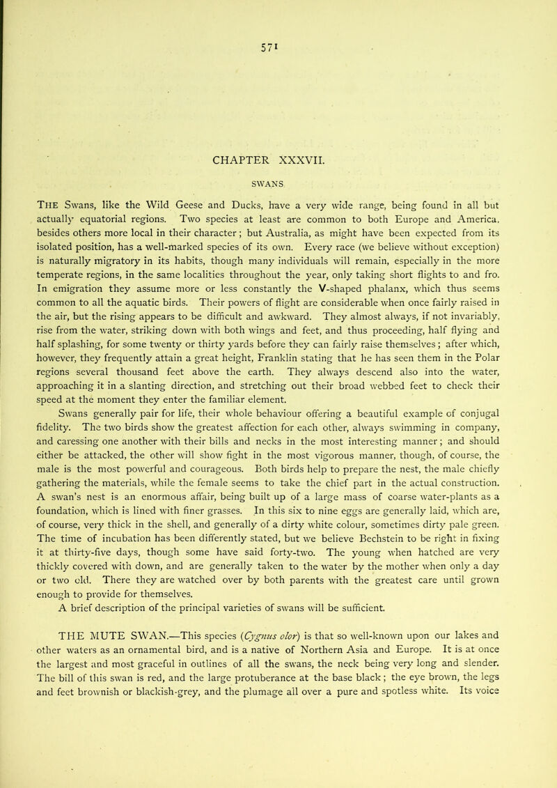 CHAPTER XXXVII. SWANS. The Swans, like the Wild Geese and Ducks, have a very wide range, being found in all but actually equatorial regions. Two species at least are common to both Europe and America, besides others more local in their character; but Australia, as might have been expected from its isolated position, has a well-marked species of its own. Every race (we believe without exception) is naturally migratory in its habits, though many individuals will remain, especially in the more temperate regions, in the same localities throughout the year, only taking short flights to and fro. In emigration they assume more or less constantly the V-shaped phalanx, which thus seems common to all the aquatic birds. Their powers of flight are considerable when once fairly raised in the air, but the rising appears to be difficult and awkward. They almost always, if not invariably, rise from the water, striking down with both wings and feet, and thus proceeding, half flying and half splashing, for some twenty or thirty yards before they can fairly raise themselves; after which, however, they frequently attain a great height, Franklin stating that he has seen them in the Polar regions several thousand feet above the earth. They always descend also into the water, approaching it in a slanting direction, and stretching out their broad webbed feet to check their speed at the moment they enter the familiar element. Swans generally pair for life, their whole behaviour offering a beautiful example of conjugal fidelity. The two birds show the greatest affection for each other, always swimming in company, and caressing one another with their bills and necks in the most interesting manner; and should either be attacked, the other will show fight in the most vigorous manner, though, of course, the male is the most powerful and courageous. Both birds help to prepare the nest, the male chiefly gathering the materials, while the female seems to take the chief part in the actual construction. A swan’s nest is an enormous affair, being built up of a large mass of coarse water-plants as a foundation, which is lined with finer grasses. In this six to nine eggs are generally laid, which are, of course, very thick in the shell, and generally of a dirty white colour, sometimes dirty pale green. The time of incubation has been differently stated, but we believe Bechstein to be right in fixing it at thirty-five days, though some have said forty-two. The young when hatched are very thickly covered with down, and are generally taken to the water by the mother when only a day or two old. There they are watched over by both parents with the greatest care until grown enough to provide for themselves. A brief description of the principal varieties of swans will be sufficient. THE MUTE SWAN.—This species {Cygnus olor) is that so well-known upon our lakes and other waters as an ornamental bird, and is a native of Northern Asia and Europe. It is at once the largest and most graceful in outlines of all the swans, the neck being very long and slender. The bill of this swan is red, and the large protuberance at the base black; the eye brown, the legs and feet brownish or blackish-grey, and the plumage ail over a pure and spotless white. Its voice
