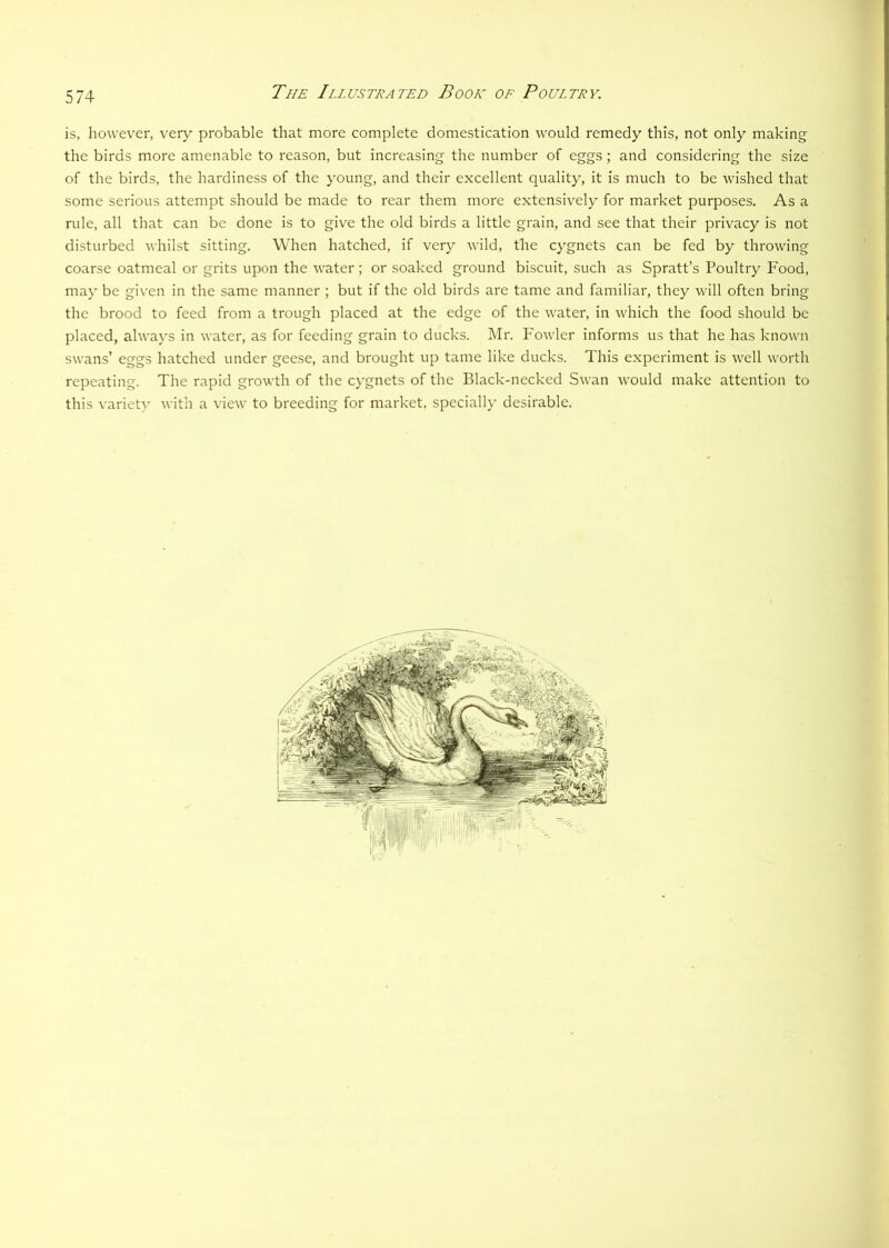 is, however, very probable that more complete domestication would remedy this, not only making the birds more amenable to reason, but increasing the number of eggs; and considering the size of the birds, the hardiness of the young, and their excellent quality, it is much to be wished that some serious attempt should be made to rear them more extensively for market purposes. As a rule, all that can be done is to give the old birds a little grain, and see that their privacy is not disturbed whilst sitting. When hatched, if very wild, the cygnets can be fed by throwing coarse oatmeal or grits upon the water; or soaked ground biscuit, such as Spratt’s Poultry Imod, may be given in the same manner ; but if the old birds are tame and familiar, they will often bring the brood to feed from a trough placed at the edge of the water, in which the food should be placed, always in water, as for feeding grain to ducks. l\Ir. Fowler informs us that he has known swans’ eggs hatched under geese, and brought up tame like ducks. This experiment is well worth repeating. The rapid growth of the cygnets of the Black-necked Swan would make attention to this variety with a view to breeding for market, specially desirable.