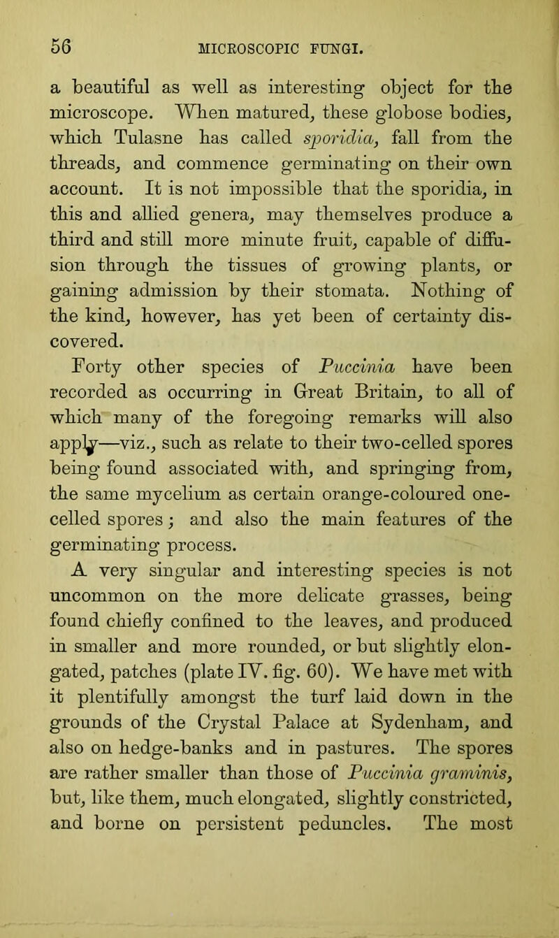 a beautiful as well as interesting object for the microscope. When matured, these globose bodies, which Tulasne has called sporulia, fall from the threads, and commence germinating on their own account. It is not impossible that the sporidia, in this and allied genera, may themselves produce a third and still more minute fruit, capable of diffu- sion through the tissues of growing plants, or gaining admission by their stomata. Nothing of the kind, however, has yet been of certainty dis- covered. Forty other species of Puccinia have been recorded as occurring in Great Britain, to all of which many of the foregoing remarks will also appkr—viz., such as relate to their two-celled spores being found associated with, and springing from, the same mycelium as certain orange-coloured one- celled spores; and also the main features of the germinating process. A very singular and interesting species is not uncommon on the more delicate grasses, being found chiefly confined to the leaves, and produced in smaller and more rounded, or but slightly elon- gated, patches (plate IY. fig. 60). We have met with it plentifully amongst the turf laid down in the grounds of the Crystal Palace at Sydenham, and also on hedge-banks and in pastures. The spores are rather smaller than those of Puccinia graminis, but, like them, much elongated, slightly constricted, and borne on persistent peduncles. The most