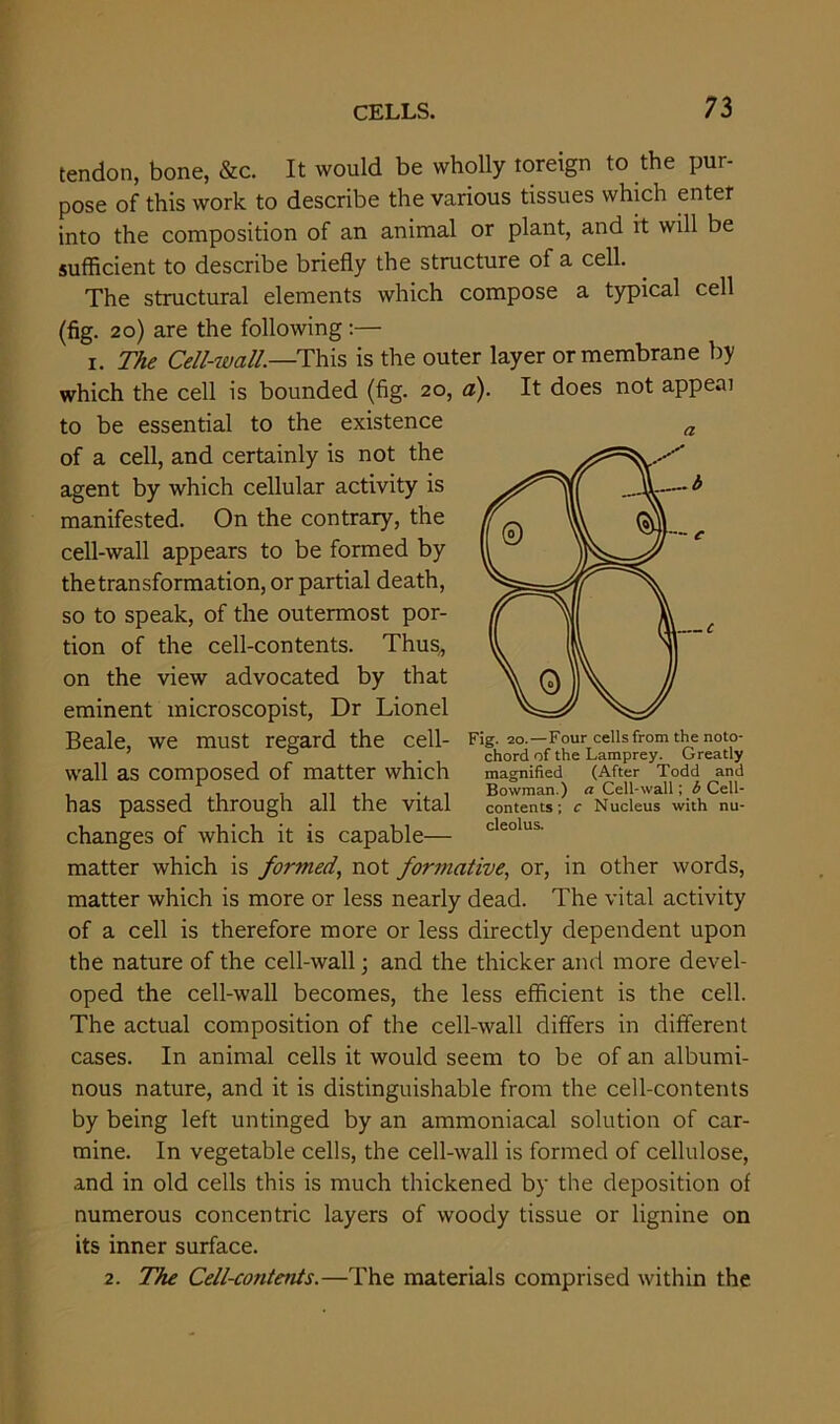 tendon, bone, &c. It would be wholly toreign to the pur- pose of this work to describe the various tissues which enter into the composition of an animal or plant, and it will be sufficient to describe briefly the structure of a cell. The structural elements which compose a typical cell (fig. 20) are the following:— 1. The Cell-wall.—This is the outer layer or membrane by which the cell is bounded (fig. 20, a). It does not appeal to be essential to the existence of a cell, and certainly is not the agent by which cellular activity is manifested. On the contrary, the cell-wall appears to be formed by the transformation, or partial death, so to speak, of the outermost por- tion of the cell-contents. Thus,, on the view advocated by that eminent microscopist, Dr Lionel Beale, We mUSt regard the Cell- Fig. 20.—Four cells from the noto- ’ 0 chord of the Lamprey. Greatly wall as composed of matter which magnified (After Todd and , , ...... Bowman.) a Cell-wall; b Cell- has passed through all the Vital contents; c Nucleus with nu- changes of which it is capable— cleolus' matter which is formed, not formative, or, in other words, matter which is more or less nearly dead. The vital activity of a cell is therefore more or less directly dependent upon the nature of the cell-wall; and the thicker and more devel- oped the cell-wall becomes, the less efficient is the cell. The actual composition of the cell-wall differs in different cases. In animal cells it would seem to be of an albumi- nous nature, and it is distinguishable from the cell-contents by being left untinged by an ammoniacal solution of car- mine. In vegetable cells, the cell-wall is formed of cellulose, and in old cells this is much thickened by the deposition of numerous concentric layers of woody tissue or lignine on its inner surface. 2. The Cell-contents.—The materials comprised within the.