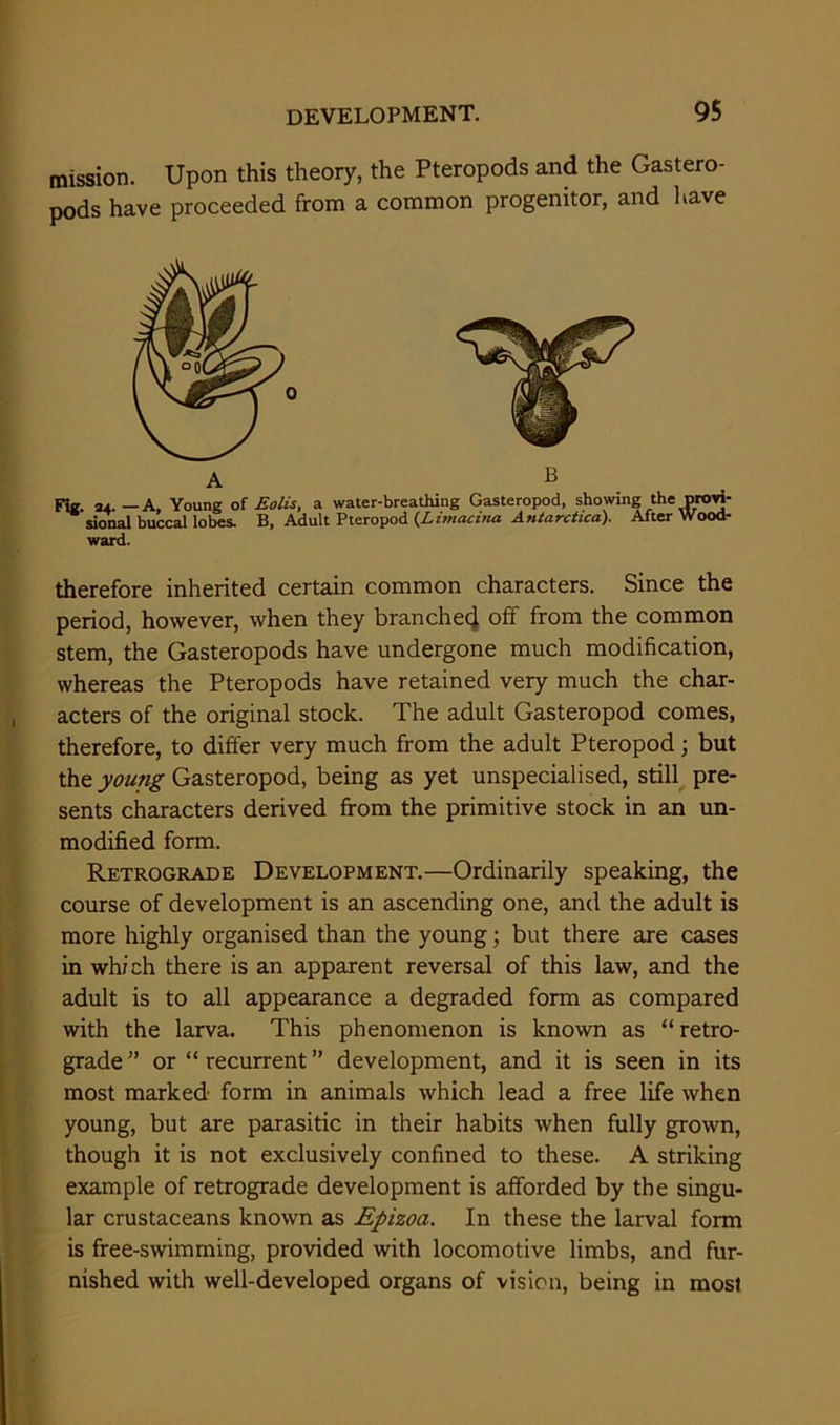 mission. Upon this theory, the Pteropods and the Gastero- pods have proceeded from a common progenitor, and have o A B Fig. 24. —A, Young of Eolis, a water-breathing Gasteropod, showing the provi- sional buccal lobes. B, Adult Pteropod (Limacina Antarctica). After Wood- ward. therefore inherited certain common characters. Since the period, however, when they branchec} off from the common stem, the Gasteropods have undergone much modification, whereas the Pteropods have retained very much the char- acters of the original stock. The adult Gasteropod comes, therefore, to differ very much from the adult Pteropod; but the young Gasteropod, being as yet unspecialised, still pre- sents characters derived from the primitive stock in an un- modified form. Retrograde Development.—Ordinarily speaking, the course of development is an ascending one, and the adult is more highly organised than the young; but there are cases in which there is an apparent reversal of this law, and the adult is to all appearance a degraded form as compared with the larva. This phenomenon is known as “retro- grade ” or “ recurrent ” development, and it is seen in its most marked form in animals which lead a free life when young, but are parasitic in their habits when fully grown, though it is not exclusively confined to these. A striking example of retrograde development is afforded by the singu- lar crustaceans known as Epizoa. In these the larval form is free-swimming, provided with locomotive limbs, and fur- nished with well-developed organs of vision, being in most