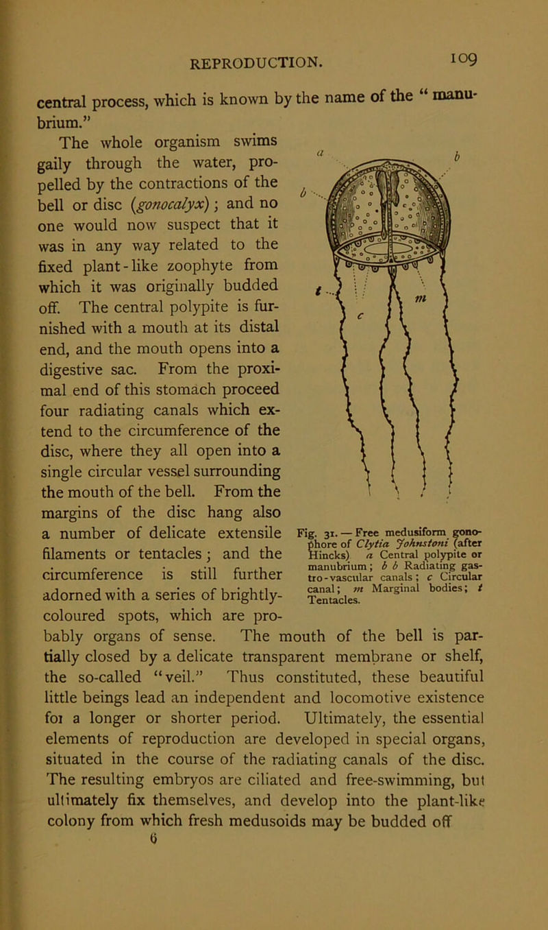 central process, which is known by the name of the manu- brium.” The whole organism swims gaily through the water, pro- pelled by the contractions of the bell or disc (gonocalyx); and no one would now suspect that it was in any way related to the fixed plant-like zoophyte from which it was originally budded off. The central polypite is fur- nished with a mouth at its distal end, and the mouth opens into a digestive sac. From the proxi- mal end of this stomach proceed four radiating canals which ex- tend to the circumference of the disc, where they all open into a single circular vessel surrounding the mouth of the bell. From the margins of the disc hang also a number of delicate extensile filaments or tentacles; and the circumference is still further adorned with a series of brightly- coloured spots, which are pro- bably organs of sense. The mouth of the bell is par- tially closed by a delicate transparent membrane or shelf, the so-called “veil.” Thus constituted, these beautiful little beings lead an independent and locomotive existence foi a longer or shorter period. Ultimately, the essential elements of reproduction are developed in special organs, situated in the course of the radiating canals of the disc. The resulting embryos are ciliated and free-swimming, but ultimately fix themselves, and develop into the plant-like colony from which fresh medusoids may be budded off Fig. 31. — Free medusiform gono- phore of Clytia Johnstoni (after Hincks) n Central polypite or manubrium; b b Radiating gas- tro-vascular canals; c Circular canal; 711 Marginal bodies; t Tentacles.