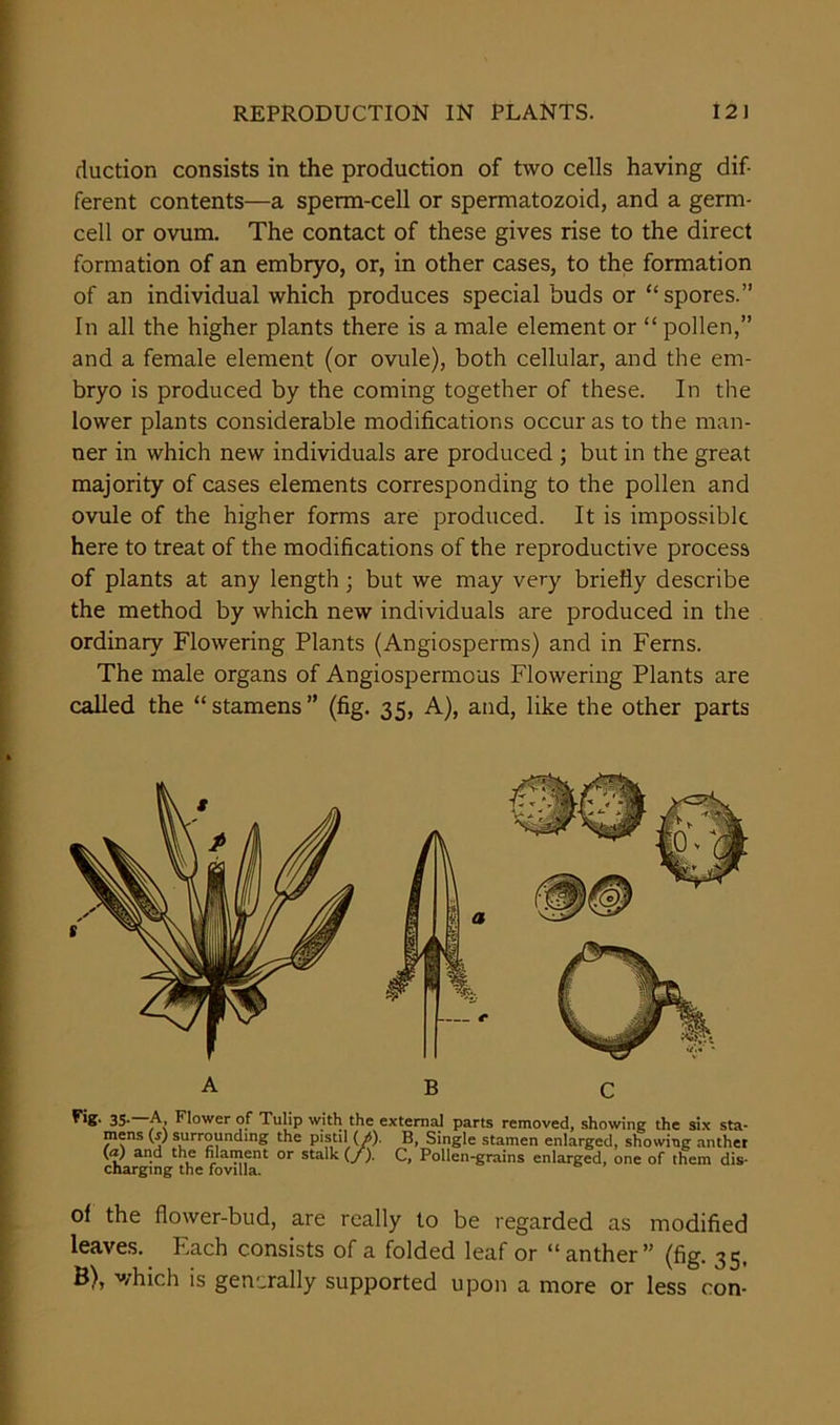 rluction consists in the production of two cells having dif- ferent contents—a sperm-cell or spermatozoid, and a germ- cell or ovum. The contact of these gives rise to the direct formation of an embryo, or, in other cases, to the formation of an individual which produces special buds or “spores.” In all the higher plants there is a male element or “ pollen,” and a female element (or ovule), both cellular, and the em- bryo is produced by the coming together of these. In the lower plants considerable modifications occur as to the man- ner in which new individuals are produced ; but in the great majority of cases elements corresponding to the pollen and ovule of the higher forms are produced. It is impossible here to treat of the modifications of the reproductive process of plants at any length; but we may very briefly describe the method by which new individuals are produced in the ordinary Flowering Plants (Angiosperms) and in Ferns. The male organs of Angiospermous Flowering Plants are called the “ stamens ” (fig. 35, A), and, like the other parts 35- A, Flower of Tulip with the external parts removed, showing the six sta- mens (s) surrounding the pistil (/(). B, Single stamen enlarged, showing anther (a) and the filament or stalk (/). C, Pollen-grains enlarged, one of them dis- charging the fovilla. of the flower-bud, are really to be regarded as modified leaves. Each consists of a folded leaf or “ anther” (fig. 35, B), which is generally supported upon a more or less con-