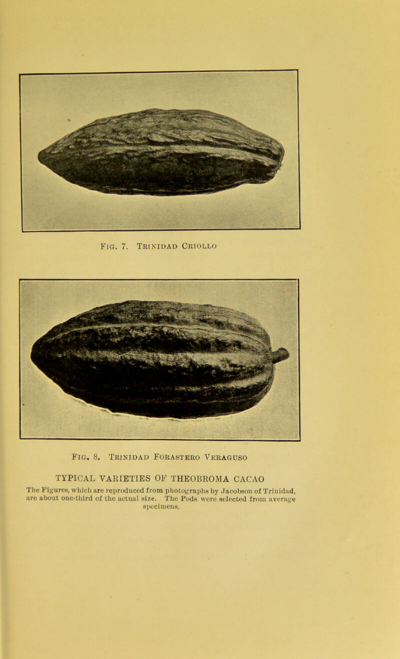 Fig. 8. Trinidad Forastero Veraguso TYPICAL VARIETIES OF THEOBROMA CACAO The Figures, which are reproduced from photographs by Jacobson of Trinidad, are about one-third of the actual size. The Pods were selected from average specimens.