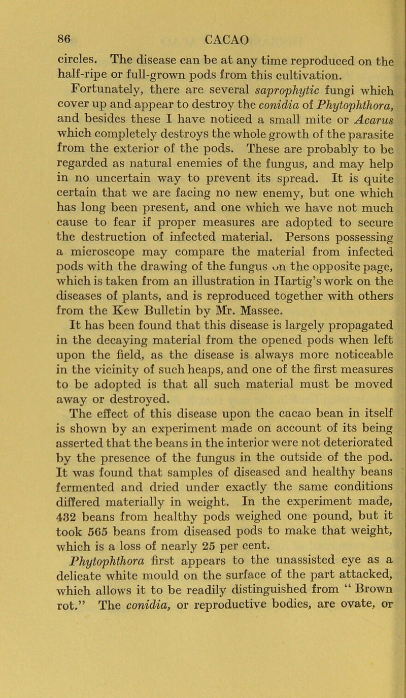 circles. The disease can be at any time reproduced on the half-ripe or full-grown pods from this cultivation. Fortunately, there are several saprophytic fungi which cover up and appear to destroy the conidia of Phytophthora, and besides these I have noticed a small mite or Acarus which completely destroys the whole growth of the parasite from the exterior of the pods. These are probably to be regarded as natural enemies of the fungus, and may help in no uncertain way to prevent its spread. It is quite certain that we are facing no new enemy, but one which has long been present, and one which we have not much cause to fear if proper measures are adopted to secure the destruction of infected material. Persons possessing a microscope may compare the material from infected pods with the drawing of the fungus on the opposite page, which is taken from an illustration in Ilartig’s work on the diseases of plants, and is reproduced together with others from the Kew Bulletin by Mr. Massee. It has been found that this disease is largely propagated in the decaying material from the opened pods when left upon the field, as the disease is always more noticeable in the vicinity of such heaps, and one of the first measures to be adopted is that all such material must be moved away or destroyed. The effect of this disease upon the cacao bean in itself is shown by an experiment made on account of its being asserted that the beans in the interior were not deteriorated by the presence of the fungus in the outside of the pod. It was found that samples of diseased and healthy beans fermented and dried under exactly the same conditions differed materially in weight. In the experiment made, 432 beans from healthy pods weighed one pound, but it took 565 beans from diseased pods to make that weight, which is a loss of nearly 25 per cent. Phytophthora first appears to the unassisted eye as a delicate white mould on the surface of the part attacked, which allows it to be readily distinguished from “ Brown rot.” The conidia, or reproductive bodies, are ovate, or