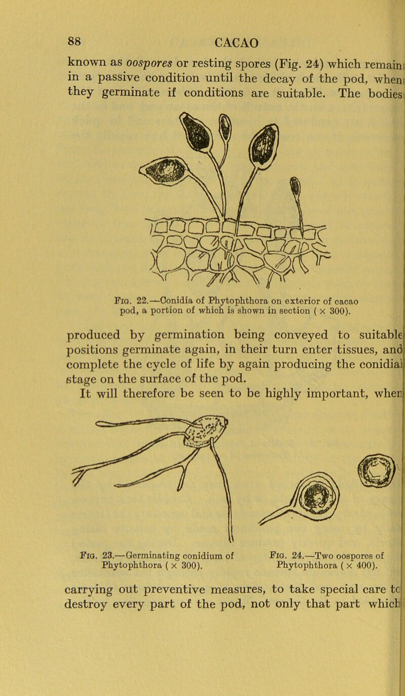 known as oospores or resting spores (Fig. 24) which remain; in a passive condition until the decay of the pod, when they germinate if conditions are suitable. The bodies Fio. 22.—Oonidia of Phytophthora on exterior of cacao pod, a portion of which is shown in section ( x 300). produced by germination being conveyed to suitable positions germinate again, in their turn enter tissues, and complete the cycle of life by again producing the conidial stage on the surface of the pod. It will therefore be seen to be highly important, wher Fig. 23.—Germinating conidium of Phytophthora ( x 300). Fig. 24.—Two oospores of Phytophthora ( x 400). carrying out preventive measures, to take special care tc destroy every part of the pod, not only that part which