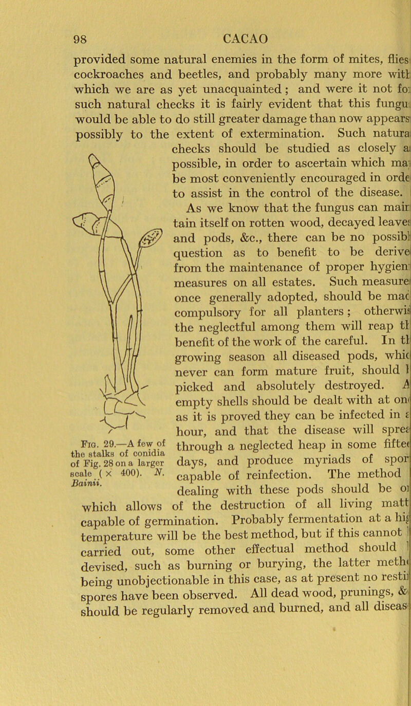 provided some natural enemies in the form of mites, flies cockroaches and beetles, and probably many more witl which we are as yet unacquainted ; and were it not fo. such natural checks it is fairly evident that this fungu would be able to do still greater damage than now appears possibly to the extent of extermination. Such natura checks should be studied as closely a possible, in order to ascertain which ma be most conveniently encouraged in orde to assist in the control of the disease. As we know that the fungus can mair tain itself on rotten wood, decayed leave? and pods, &c., there can be no possibl question as to benefit to be derived from the maintenance of proper hygien measures on all estates. Such measure once generally adopted, should be mac compulsory for all planters ; otherwis the neglectful among them will reap til benefit of the work of the careful. In tl growing season all diseased pods, whic never can form mature fruit, should 1 picked and absolutely destroyed, empty shells should be dealt with at on as it is proved they can be infected in i hour, and that the disease will spree through a neglected heap in some fifte< days, and produce myriads of spor capable of reinfection. The method dealing with these pods should be oi which allows of the destruction of all living matt Fia. 29.—A few of the stalks of conidia of Fig. 28 on a larger scale ( X 400). N. Bainii. capable of germination. Probably fermentation at a lii‘ temperature will be the best method, but if this cannot 1 carried out, some other effectual method should 1 devised, such as burning or burying, the latter meth< being unobjectionable in this case, as at present no restii spores have been observed. All dead wood, prunings, &i should be regularly removed and burned, and all diseas