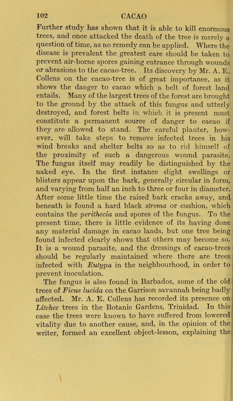 Further study has shown that it is able to kill enormous trees, and once attacked the death of the tree is merely a question of time, as no remedy can be applied. Where the disease is prevalent the greatest care should be taken to prevent air-borne spores gaining entrance through wounds or abrasions to the cacao-tree. Its discovery by Mr. A. E. Collens on the cacao-tree is of great importance, as it shows the danger to cacao which a belt of forest land entails. Many of the largest trees of the forest are brought to the ground by the attack of this fungus and utterly destroyed, and forest belts in which it is present must constitute a permanent source of danger to cacao if they are allowed to stand. The careful planter, how- ever, will take steps to remove infected trees in his wind breaks and shelter belts so as to rid himself of the proximity of such a dangerous wound parasite. The fungus itself may readily be distinguished by the naked eye. In the first instance slight swellings or blisters appear upon the bark, generally circular in form, and varying from half an inch to three or four in diameter. After some little time the raised bark cracks away, and beneath is found a hard black stroma or cushion, which contains the perithecia and spores of the fungus. To the present time, there is little evidence of its having done any material damage in cacao lands, but one tree being found infected clearly shows that others may become so. It is a wound parasite, and the dressings of cacao-trees should be regularly maintained where there are trees infected with Eutypa in the neighbourhood, in order to prevent inoculation. The fungus is also found in Barbados, some of the old trees of Ficus lucida on the Garrison savannah being badly affected. Mr. A. E. Collens has recorded its presence on Litchee trees in the Botanic Gardens, Trinidad. In this case the trees were known to have suffered from lowered vitality due to another cause, and, in the opinion of the writer, formed an excellent object-lesson, explaining the