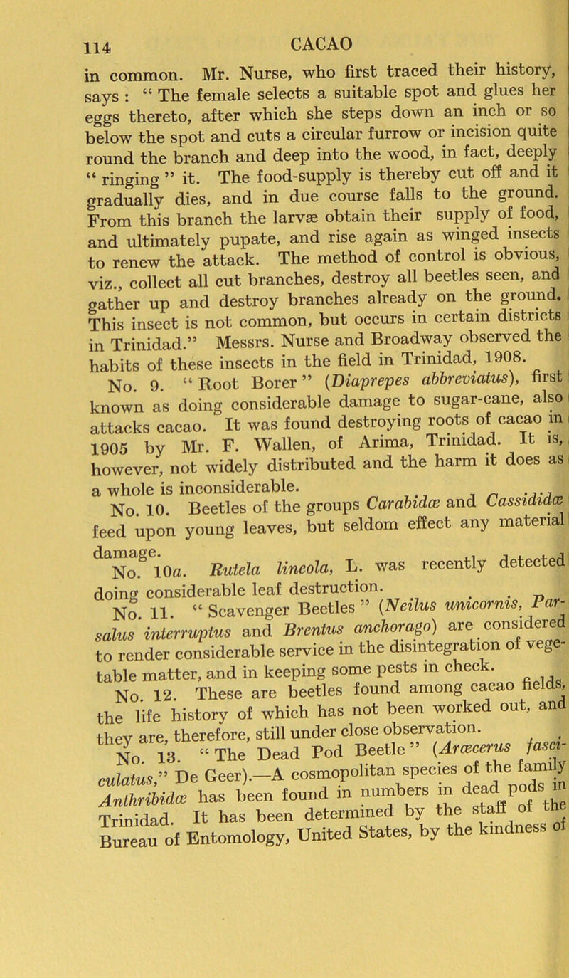 in common. Mr. Nurse, who first traced their history, says : “ The female selects a suitable spot and glues her eggs thereto, after which she steps down an inch or so below the spot and cuts a circular furrow or incision quite i round the branch and deep into the wood, in fact, deeply i “ ringing ” it. The food-supply is thereby cut off and it gradually dies, and in due course falls to the ground. From this branch the larvae obtain their supply of food, and ultimately pupate, and rise again as winged insects to renew the attack. The method of control is obvious, viz., collect all cut branches, destroy all beetles seen, and gather up and destroy branches already on the ground. This insect is not common, but occurs in certain districts in Trinidad.” Messrs. Nurse and Broadway observed the habits of these insects in the field in Trinidad, 1908. No. 9. “ Root Borer ” (Diaprepes abbreviatus), first known as doing considerable damage to sugar-cane, also1 attacks cacao. It was found destroying roots of cacao in i 1905 by Mr. F. Wallen, of Arima, Trinidad. It is, however, not widely distributed and the harm it does as a whole is inconsiderable. No 10 Beetles of the groups CarabidcE and Cassididce feed upon young leaves, but seldom effect any material daNoS<10a. Rutelci lineola, L. was recently detected doing considerable leaf destruction. . . No 11 “ Scavenger Beetles ” {Neilus unicornis, Par- salus interrupts and Brentus anchorago) are considered to render considerable service in the disintegration of veg table matter, and in keeping some pests in check. No 12 These are beetles found among cacao fields, the life history of which has not been worked out, and they are, therefore, still under close observation. No 13. “The Dead Pod Beetle” (Arcecerus fasci- culatus» De Geer).-A cosmopolitan species of the^fam.y Anlhribidm has been found m numbers m deadl pods^ Trinidad. It has been determined by the staff ol the Bureau of Entomology, United States, by the kmdness