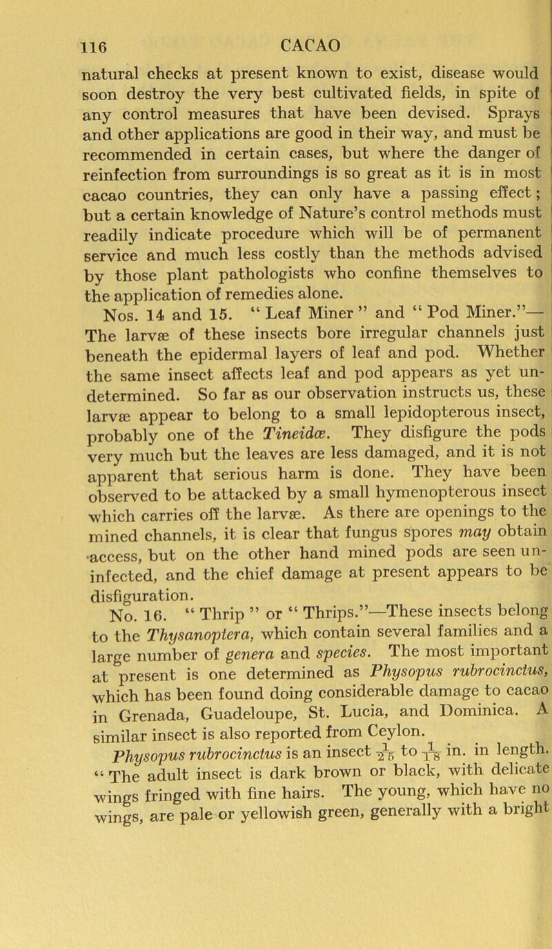 natural checks at present known to exist, disease would soon destroy the very best cultivated fields, in spite of any control measures that have been devised. Sprays and other applications are good in their way, and must be recommended in certain cases, but where the danger of reinfection from surroundings is so great as it is in most cacao countries, they can only have a passing effect; but a certain knowledge of Nature’s control methods must 1 readily indicate procedure which will be of permanent service and much less costly than the methods advised ; by those plant pathologists who confine themselves to the application of remedies alone. Nos. 14 and 15. “ Leaf Miner ” and “ Pod Miner.”— The larvse of these insects bore irregular channels just beneath the epidermal layers of leaf and pod. Whether the same insect affects leaf and pod appears as yet un- determined. So far as our observation instructs us, these larvffi appear to belong to a small lepidopterous insect, probably one of the Tineidce. They disfigure the pods very much but the leaves are less damaged, and it is not apparent that serious harm is done. They have been observed to be attacked by a small hymenopterous insect which carries off the larvae. As there are openings to the mined channels, it is clear that fungus spores may obtain •access, but on the other hand mined pods are seen un- infected, and the chief damage at present appears to be disfiguration. No. 16. “ Thrip ” or “ Thrips.”—'These insects belong to the Thysanopiera, which contain several families and a large number of genera and species. The most important at present is one determined as Physopus rubrocinctus, which has been found doing considerable damage to cacao in Grenada, Guadeloupe, St. Lucia, and Dominica. A similar insect is also reported from Ceylon. Physopus rubrocinctus is an insect to ^ in. in length. “ The adult insect is dark brown or black, with delicate wings fringed with fine hairs. The young, which have no wings, are pale or yellowish green, generally with a bright