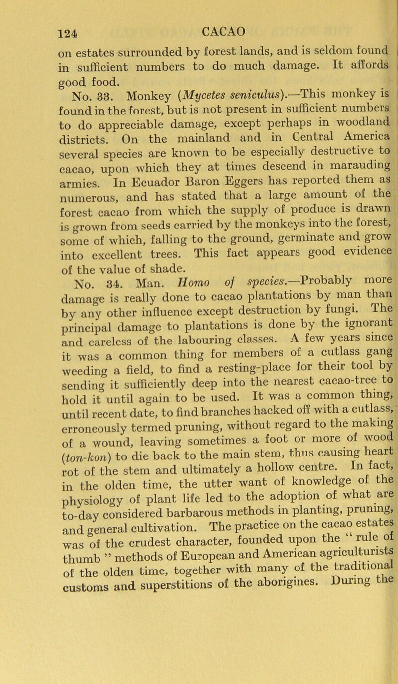 on estates surrounded by forest lands, and is seldom found in sufficient numbers to do much damage. It affords good food. No. 33. Monkey (Mycetes seniculus).—This monkey is i found in the forest, but is not present in sufficient numbers i to do appreciable damage, except perhaps in woodland i districts. On the mainland and in Central America several species are known to be especially destructive to cacao, upon which they at times descend in marauding armies. In Ecuador Baron Eggers has reported them as numerous, and has stated that a large amount of the forest cacao from which the supply of produce is drawn is grown from seeds carried by the monkeys into the foiest, some of which, falling to the ground, germinate and grow into excellent trees. This fact appears good evidence of the value of shade. No. 34. Man. Homo of species—Probably more damage is really done to cacao plantations by man than by any other influence except destruction by fungi. The principal damage to plantations is done by the ignorant and careless of the labouring classes. A few years since it was a common thing for members of a cutlass gang weeding a field, to find a resting-place for their tool by sending it sufficiently deep into the nearest cacao-tree to hold it until again to be used. It was a common thing, until recent date, to find branches hacked off with a cutlass, erroneously termed pruning, without regard to the making of a wound, leaving sometimes a foot or more of wood (;ton-kon) to die back to the main stem, thus causing heart rot of the stem and ultimately a hollow centre. In fact, in the olden time, the utter want of knowledge of the physiology of plant life led to the adoption of what are to-day considered barbarous methods in planting, pruning, and general cultivation. The practice on the cacao estates was of the crudest character, founded upon the rule o thumb ” methods of European and American agriculturists of the olden time, together with many of the traditional customs and superstitions of the aborigines. During the