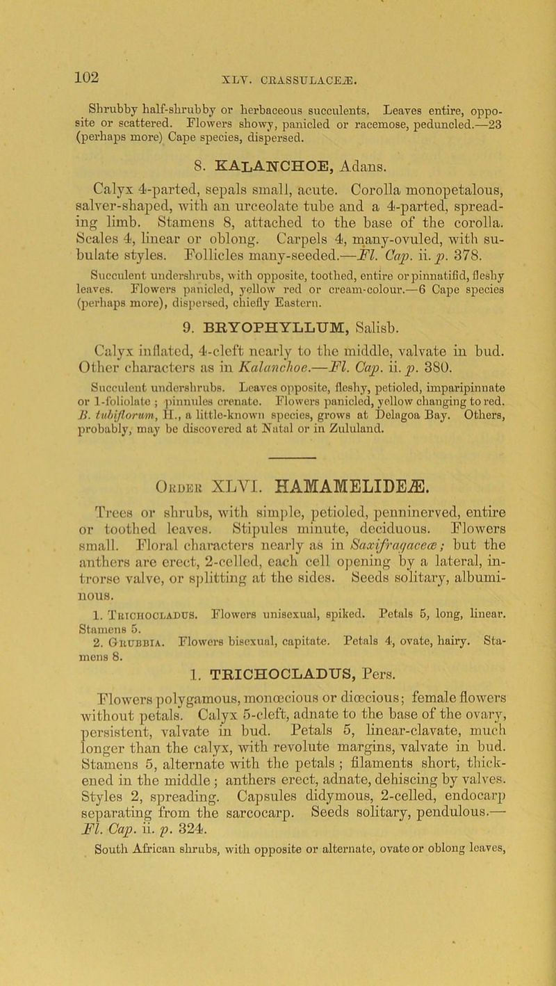 Slirubby half-slirubby or herbaceous succulents. Leaves entire, oppo- site or scattered. Flowers showy, panicled or I’acemose, peduncled.—23 (perhaps more) Cape species, dispersed. 8. KAlANCHOE, Adans. Calyx 4-parted, sepals small, acute. Corolla mouopetalous, salver-shaped, with an urceolate tube aud a 4-parted, spread- ing limb. Stamens 8, attached to the base of the corolla. Scales 4, linear or oblong. Carpels 4, m^any-ovuled, with su- bulate styles. Follicles many-seeded.—FI. Caj). ii.p. 378. Succulent undershrubs, with opposite, toothed, entire or pinnatifid, fleshy leaves. Flowers panicled, yellow red or cream-colour.—6 Cape species (perhaps more), disi)erscd, chiefly Eastern. 9. BRYOPHYLLUM, Salish. Calyx inflated, 4-cleft nearly to the middle, valvate in hud. Other characters as in Kalanchoe.—FI. Cap. ii. p. 380. Sncculent undershrubs. Leaves opposite, fleshy, petioled, imparipinnate or 1-lbliolato ; ]iinnules crenato. Flowers panicled, yellow changing to red. ]i. tuhiflorum, II., a little-known species, grows at Delngoa Bay. Others, probably, may be discovered at Natal or in Zululand. Okueu XLVI. HAMAMELIDE^. Trees or shrubs, with simj)le, petioled, penninerved, entire or toothed leaves. Stipules minute, deciduous. Flowers small. Floral characters nearly as in Saxifmfjncece; hut the anthers are erect, 2-celled, each cell o])ening by a lateral, in- trorse valve, or splitting at the sides. Seeds solitary, albumi- nous. 1. Tuichocladus. Flowers unisexual, spiked. Petals 5, long, linear. Stamens 5. 2. Guubbia. Flowers bisexual, capitate. Petals 4, ovate, hairy. Sta- mens 8. 1. TRICHOCLADUS, Pers. Flowers polygamous, monoecious or dioecious; female flowers without petals. Calyx 5-cleft, adnate to the base of the ovary, persistent, valvate in bud. Petals 5, linear-clavate, much longer than the calyx, with revolute margins, valvate in hud. Stamens 5, alternate with the petals ; filaments short, thick- ened in the middle; anthers erect, adnate, dehiscing by valves. Styles 2, sjmeading. Capsules didymous, 2-celled, endocarp separating from the sarcocarp. Seeds solitary, pendulous.— FI. Cap. ii. p. 324. South African shrubs, with opposite or alternate, ovate or oblong loaves.