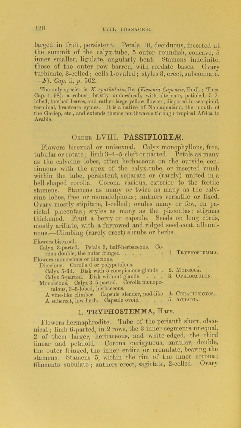 LVII. LOASACEJ15. larged in fruit, persistent. Petals 10, deciduous, inserted at the summit of the calyx-tube, 5 outer roundish, concave, 5 inner smaller, ligulate, angularly bent. Stamens indefinite, those of the outer row barren, with cordate bases. Ovary turbinate, 3-celled; cells 1-ovuled; styles 3, erect, subconnate. —FI. Cap. ii. p. 502. The only species is K. spathulata, Br. (Fissenia Capensis, Endl.; Tlies. Cap. t. 98), a robust, bristly unclcrshrub, witli alternate, petioled, 5-7- lobed, toothed leaves, and ratlicr lai'ge yellow flowers, disposed in scorpioid, terminal, bracteate cymes. It is a native of Namaqualand, the mouth of the Q-ariep, etc., and extends thence northwards through tropical Africa to Arabia. Order LVIIL PASSIFLORE^. Flowers bisexual or unisexual. Calyx monophyllous, free, tubular or rotate ; limb 3-4-5-cleft or parted. Petals as many as the calyciiie lobes, often herbaceous on the outside, con- tinuous with the apex of the calyx-tube, or inserted much within the tube, persistent, sej)arate or (rarely) united in a bell-shaped corolla. Corona various, exterior to the fertile stamens. Stamens as many or twice as many as the caly- cine lobes, free or monadel])hous; anthers versatile or fixed. Ovary mostly stipitate, 1-celled; ovules many or few, on pa- rietal placentas ; styles as many as the placentas; stigmas thickened. Fruit a berry or capsule. Seeds on long cords, mostly arillate, with a furrowed and ridged seed-coat, albumi- nous.—Climbing (rarely erect) shrubs or herbs. Flowers bisexual. Calyx 3-parted. Petals 3, hnlf-herbaceous. Co- rona double, the outer fringed 1. Tetpiiostemma. Flowers monoecious or dicEcious. Dioecious. Corolla 0 or polypctalous. Calyx 5-fid. Disk with 5 conspicuous glands . 2. Modkcca. Calyx 5-partcd. Disk without glands ... 3. OriiiooAULON. Monoecious. Calyx 3—5-partcd. Corolla monope- talous, 3-5-lobed, herbaceous. A vine-like climber. Capsule slender, pod-like 4*. Ceeatiosictos. A suberect, low herb. Capsule ovoid ... 5. Aciiaeia. 1. TRYPHOSTEMMA, Harv. Flowers hermaphrodite. Tube of the perianth short, obco- nical; limb 6-parted, in 2 rows, the 3 inner segments unequal, 2 of them larger, herbaceous, and white-edged, the third linear and petaloid. Corona perigynous, annular, double, the outer fringed, the inner entire or crenulate, bearing the stamens. Stamens 5, within the rim of the inner corona; filaments subulate ; anthers erect, sagittate, 2-celled. Ovary