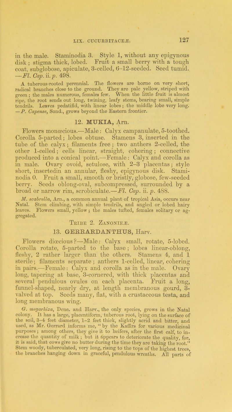 in the male. Staminodia 3. Style 1, without any epigynous disk ; stigma thick, lobed. Fruit a small berry mth a tough coat, subglobose, apiculate, 3-celled, (j-12-seeded. Seed tumid. —FI. Cap. ii. p. 498. A tuberous-rooted perennial. The flowers are borne on very short, radical branches close to the ground. They are pale yellow, striped with green ; the males numerous, females few. When the Uttle fruit is almost ripe, the root sends out long, twining, leafy stems, bearing small, simple tcndrUs. Leaves pedatifid, with linear lobes; the middle lobe very long. — P. Capense, Sond., grows beyond the Eastern frontier. 12. MUKIA, Arn. Flowers monoecious.—Male: Calyx campanulate, 5-toothed. Corolla 5-parted; lobes obtuse. Stamens 3, inserted in the tube of the calyx; filaments free; two anthers 2-celled, the other 1-celled; cells linear, straight, cohering; connective produced into a conical point.—Female: Calyx and corolla as in male. Ovary ovoid, setulose, with 2-3 placentas; style short, insertedin an annular, fleshy, epigynous disk. Stami- nodia 0. Fruit a small, smooth or bristly, globose, few-seeded berry. Seeds oblong-oval, subcompressed, surrounded by a broad or narrow rim, scrobiculate.—FI. Cap. ii. p. 488. M. scdbrella, Arn., a common annual plant of tropical Asia, occurs near Natal. Stem climbing, with simple tendrils, and angled or lobed hairy leaves. Flowers small, yellow; the males tufted, females solitary or ag- gregated. Tribe 2. ZAisroiaE.E. 13. G-EERABDANTHUS, Harv. Flowers dioecious ?—Male: Calyx small, rotate, 5-lobed. Corolla rotate, 5-parted to the base; lobes linear-oblong, fleshy, 2 rather larger than the others. Stamens 4, and 1 sterile; filaments separate ; anthers 1-celled, linear, cohering in pairs.—Female: Calyx and corolla as in the male. Ovary long, tapering at base, 3-cornered, with thick placentas and several pendulous ovules on each placenta. Fruit a long, funnel-shaped, nearly dry, at length membranous gourd, 3- valved at top. Seeds many, flat, mth a crustaceous testa, and long membranous wing. O. megarhiza. Dene, and ITarv., the only species, grows in the Natal colony. It has a large, placentiform, tuberous root, lying on the surfaeo of the soil, 3-4 feet diameter, 1-2 feet thick, slightly acrid and bitter, and used, as Mr. Gcrrard informs me, “ by the Kaffirs for various medicinal purposes; among others, they give it to heifers, after the first calf, to in- crease tlie quantity of milk ; but it Appears to deteriorate the quality, for, it is said, that cows give no butter during the time they are taking tlie root.” Stem woody, tuberculated, very long, rising to the tops of the higliest trees, tlie branches hanging down in graceful, pendulous wreaths. All parts of