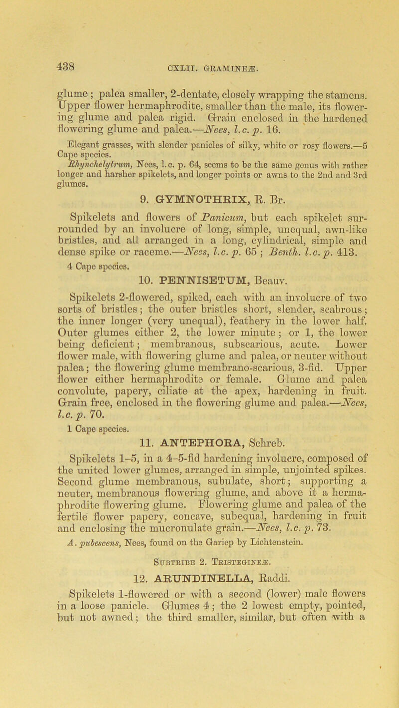 glume; palea smaller, 2-dentate, closely wi’apping the stamens. Upper flower liermaphrodite, smaller than the male, its flower- ing glume and palea rigid. Grain enclosed in the hardened flowering glume and palea.—Nees, l.c. p. 16. Elegant grasses, -with slender panielcs of silky, white or rosy flowers.—5 Cajio species. Rhynchelytrum, Nees, l.c. p. 64, seems to be the same genus with rather longer and harsher spikelets, and longer points or awns to the 2nd and 3rd glumes. 9. GYMNOTHRIX, E. Br. Spikelets and flowers of Panicum, but each spikelet sur- rounded by an involucre of long, simple, unequal, awn-like bristles, and all arranged in a long, cylindrical, simple and dense spike or raceme.—Nees, l.c. p. 65 ; JBentli. l.c. p. 413. 4 Capo species. 10. PENNISETUM, Beauv. Spikelets 2-flowcred, spiked, each with an involucre of two sorts of bristles; the outer bristles short, slender, scabrous; the inner longer (very unequal), feathery in the lower half. Outer glumes either 2, the lower minute ; or 1, the lower being defleient; membranous, subscarious, acute. Lower flower male, with flowering glume and palea, or neuter without palea; the flowering glume membrano-scarious, 3-fld. Upper flower either hermaphrodite or female. Glume and palea convolute, papery, ciliate at the apex, hardening in fruit. Grain free, enclosed in the flowering glume and palea.—Nees, l.c. p. 70. 1 Cape species. 11. ANTEPHORA, Schi'eb. Spikelets 1-5, in a 4-6-fid hardening involucre, composed of the united lower glumes, arranged in simple, unjointed spikes. Second glume membranous, subulate, short; supporting a neuter, membranous flowering glume, and above it a herma- phrodite flowering glume. Flowering glume and palea of the fertile flower papery, concave, subequal, hardening in fruit and enclosing the mucronulate grain.—Nees, l.c. p. 73. A. pubescens, Nees, found on the Gariep by Lichtenstein. SUBTEIBE 2. TeISTEGINEJE. 12. ARUNDINELLA, Eaddi. Spikelets 1-flowered or with a second (lower) male flowers in a loose panicle. Glumes 4; the 2 lowest empty, pointed, but not awned; the third smaller, similar, but often with a