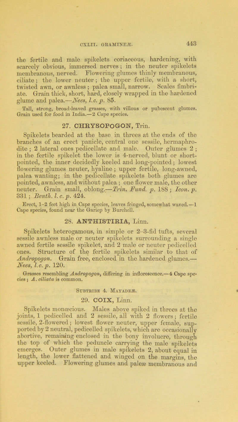 the fertile aud male spikelets coriaceous, hardening, with scarcely obvious, immersed nerves; in the neuter spikelets membranous, nerved. Flowering glumes thinly membranous, ciliate; the lower neuter ; the upper fertile, with a short, tw'isted awn, or awnless ; palea small, narrow. Scales fimbri- ate. Grrain thick, short, hard, closely wrapped in the hardened glume and palea.—Nees, l.c. p. 85. Tall, strong, broad-leaved grasses, with villous or pubescent glumes. Grain used for food in India.—2 Cape species. 27. CHRYSOPOG-ON, Trin. Spikelets bearded at the base in threes at the ends of the branches of an erect panicle, central one sessile, hermaphro- dite ; 2 lateral ones pedicellate and male. Outer glumes 2 ; in the fertile spikelet the lower is 4-nerved, blunt or short- pointed, the inner decidedly keeled and long-pointed; lowest flowering glumes neuter, hyaline ; upper fertile, long-awned, palea wanting; in the pedicellate spikelets both glumes are pointed, awnless, and without palea ; one flower male, the other neuter. Grain small, oblong.;—Trin. Fund. p. 188 ; Icon. p. 331; Bentli. 1. c. p. 424. Erect, 1-2 feet high in Cape species, leaves fringed, somewhat waved.—1 Cape speeies, found near the Gariep by Burchell. 28. ANTHISTIRIA, Linn. Spikelets heterogamous, in simple or 2-3-fid tufts, several sessile awnless male or neuter spikelets surrounding a single awned fertile sessile spikelet, and 2 male or neuter pedicelled ones. Structure of the fertile spikelets similar to that of Andropogon. Grain free, enclosed in the hardened glumes.— Nees, l.c.p. 120. Grasses resembling Androfogon^ differing in inflorescenee.—4 Cape spe- cies ; A. ciliata is common. StJBTEIBE 4. MATADEiE. 29. COIX, Linn. Spikelets monoecious. Males above spiked in threes at the joints, 1 pedicelled and 2 sessile, all with 2 flowers; fertile sessile, 2-flowered; lowest flower neuter, upper female, sup- ported by 2 neutral, pedicelled spikelets, which are occasionally abortive, remaiiwng enclosed in the bony involucre, through the top of which the peduncle carrying the male spikelets emerges. Outer glumes in male spikelets 2, about equal iu length, the lower flattened and winged on the margins, the upper keeled. Flowering glumes and palea; membranous and