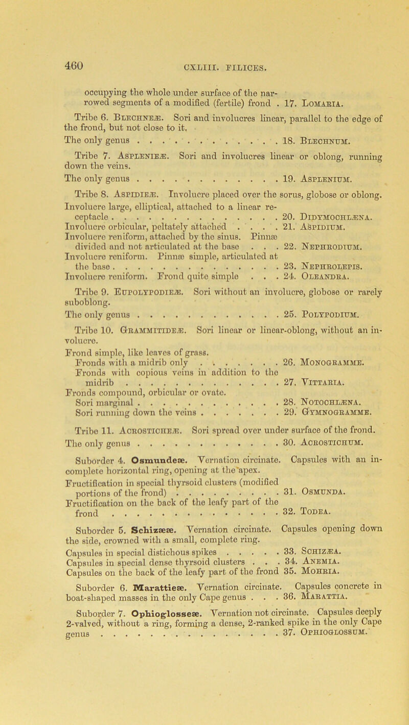 occupying tlie whole under sui'faee of the nar- rowed segments of a modified (fertile) frond . 17. Lomaeia. Tribe 6. Blechne^. Sori and involucres linear, parallel to the edge of the frond, but not close to it. The only genus 18. Bleohnum. Tribe 7. Asplenie.®. Sori and involucres linear or oblong, running down the veins. Tlie only genus 19. Asplenittm. Tribe 8. Aspidiea;. Involucre placed over the sorus, globose or oblong. Involucre large, elliptical, attached to a linear re- ceptacle 20. DiDTMOOHEiENA. Involucre orbicular, peltately attached . . . . 21. ASpidium. Involucre reniform, attached by the sinus. Pinnas divided and not articulated at tlie base . . .22. NEPHEOmtTM. Involucre reniform. Pinnso simple, articulated at tlie base 23. Nepheolepis. Involucre reniform. Frond quite simple . . . 21.. Oleandea. Tribe 9. Eupoetpodieje. Sori without an involucre, globose or rarely suboblong. The only genus 25. Poltpodittm. Tribe 10. Geammitideaj. Sori linear or linear-oblong, without an in- volucre. Frond simple, like leaves of grass. Fronds witli a midrib only 26. Monogeammb. Fronds with copious veins in addition to the midrib 27. Vittaeia. Fronds compound, orbicular or ovate. Sori marginal 28. NoTOCHiiENA. Sori running down the veins 29. Gymnogeamme. Tribe 11. AcEOSTicnEAi:. Sori spread over under surface of the frond. The only genus 30. Aoeostiohum. Suborder 4. Osmundeoe. Vernation circinato. Capsules with an in- complete horizontal ring, opening at the'apex. Fructification in special tbyrsoid clusters (modified portions of the frond) 31. OsMUNDA. Fructification on the back of the leafy part of the frond 32. Todea. Suborder 5. Schizsese. Vernation circinate. Capsules opening down the side, crowned with a small, complete ring. Capsules in special distichous spikes 33. ScHiZffiA. Capsules in special dense tbyrsoid clusters . . . 34. Akemia. Capsules on the back of the leafy part of the frond 35. Moheia. Suborder 6. WEarattiese. Vernation circinate. Capsules concrete in boat-shaped masses in the only Cape genus . . . 36. Maeattia. Suborder 7. Opliioglosseae. Vernation not circinate. Capsules deeply 2-valved, without a ring, forming a dense, 2-ranked spike in the only Cape jrenus 37. Ophioglossum.