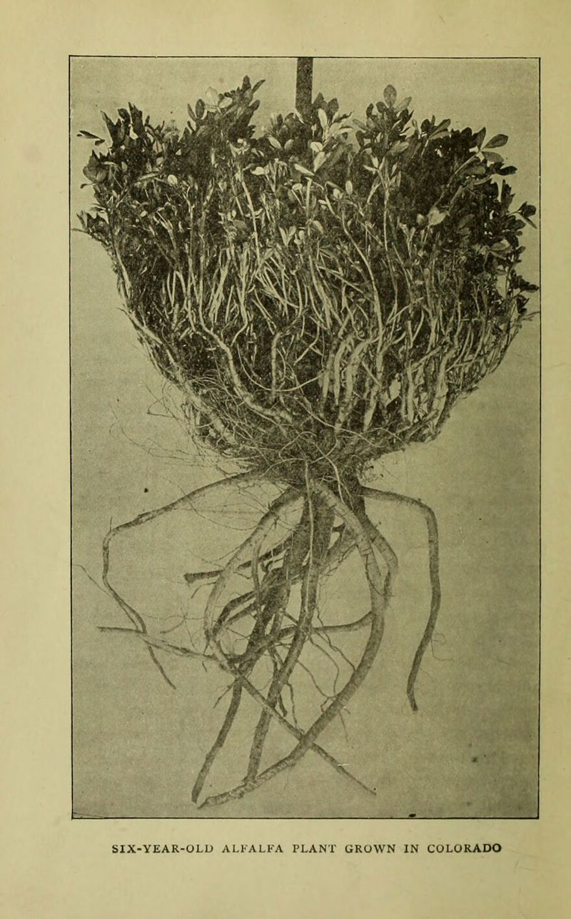 SIX-YEAR-OLU ALKALFA PLANT GROWN IN COLORADO
