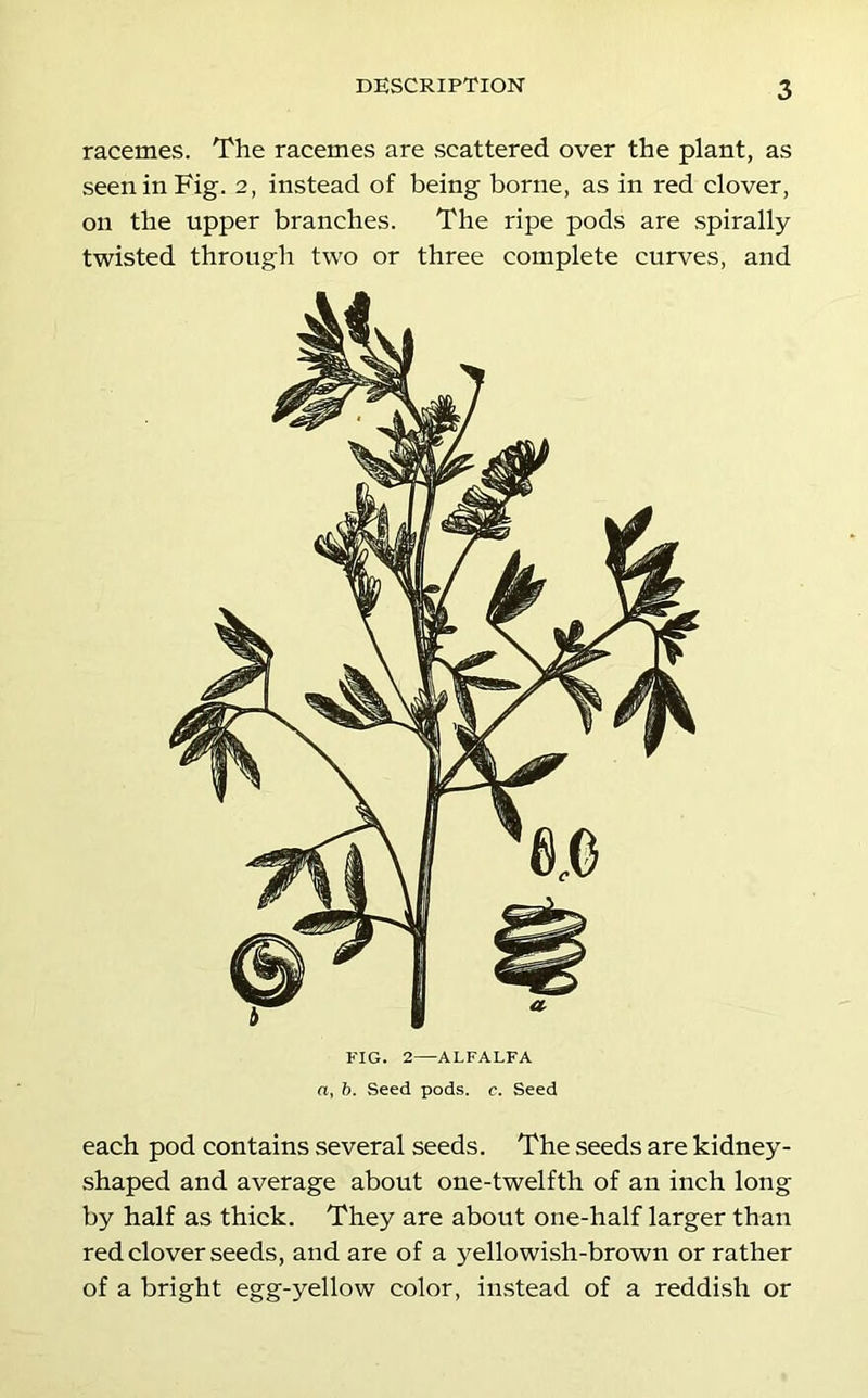 racemes. The racemes are scattered over the plant, as seen in Fig. 2, instead of being borne, as in red clover, on the upper branches. The ripe pods are spirally twisted through two or three complete curves, and FIG. 2—ALFALFA a, h. Seed pods. c. Seed each pod contains several seeds. The seeds are kidney- shaped and average about one-twelfth of an inch long by half as thick. They are about one-half larger than red clover seeds, and are of a yellowish-brown or rather of a bright egg-yellow color, instead of a reddish or