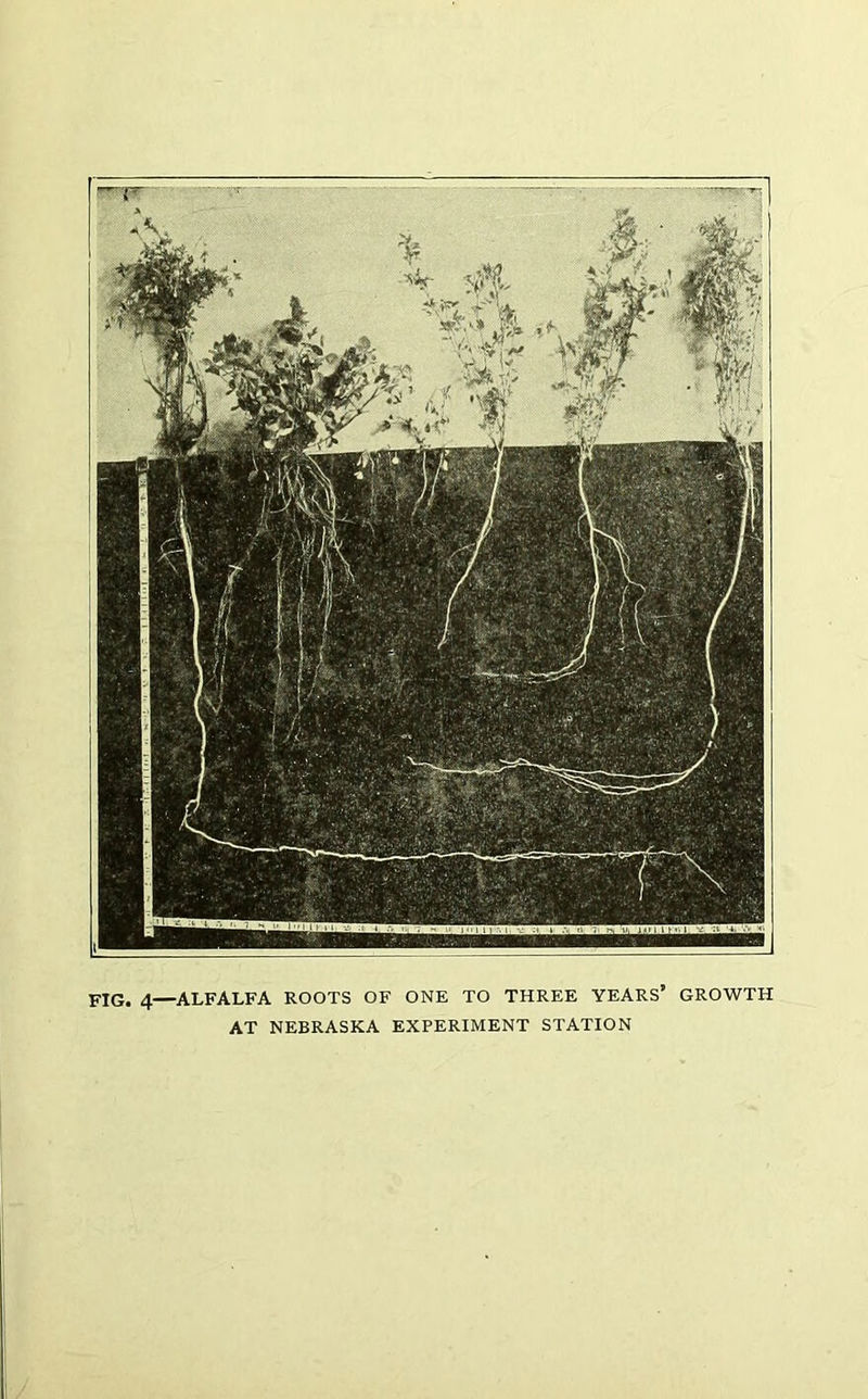 FIG. 4—ALFALFA ROOTS OF ONE TO THREE YEARS’ GROWTH AT NEBRASKA EXPERIMENT STATION