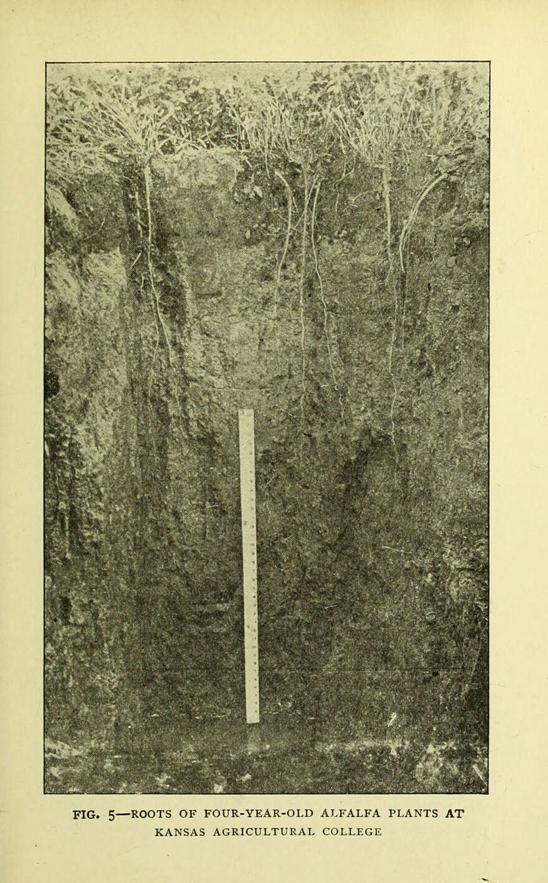 PIQ, 5—ROOTS OF FOUR-YEAR-OLD ALFALFA PLANTS AT