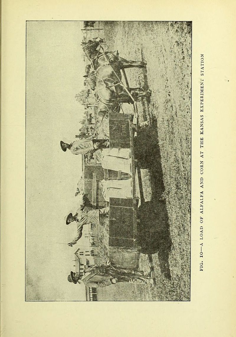 FIG. lO—A LOAD OK ALFALFA AND CORN AT THE KANSAS EXPERIMENi' STATION