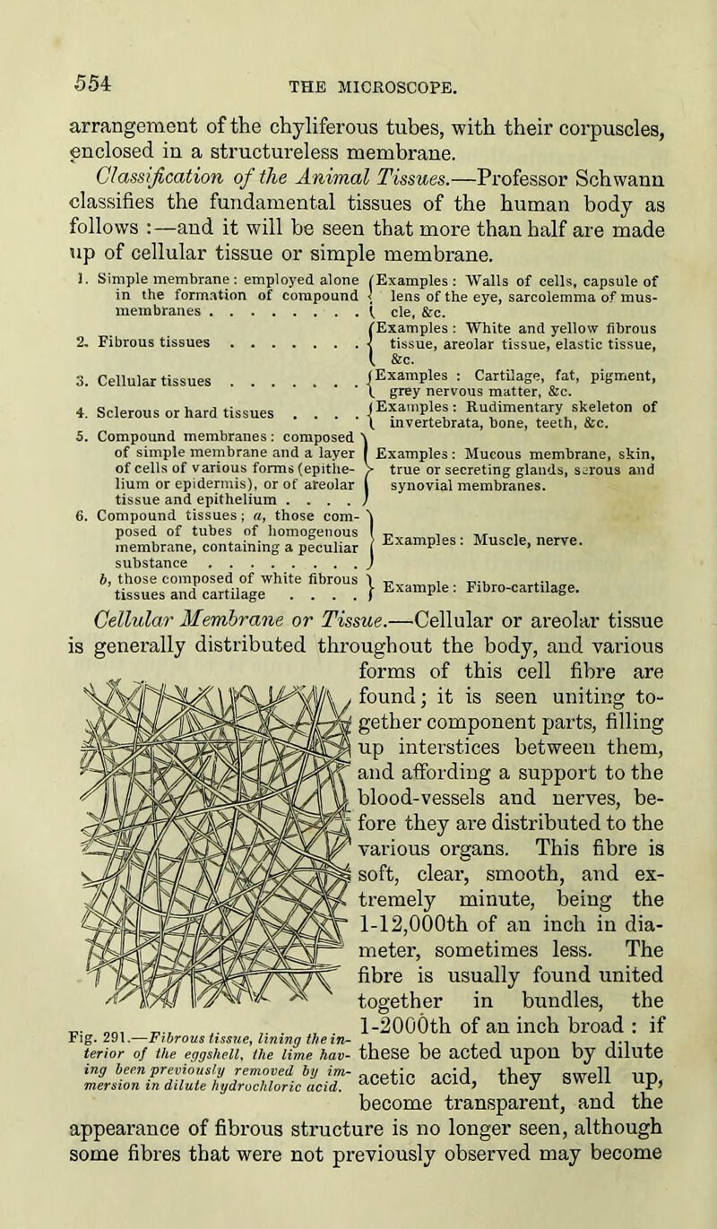 55 4 arrangement of the chyliferous tubes, with their corpuscles, enclosed in a structureless membrane. Classification of the Animal Tissues.—Professor Schwann classifies the fundamental tissues of the human body as follows :—and it will be seen that more than half are made up of cellular tissue or simple membrane. 1. Simple membrane : employed alone in the formation of compound membranes 2, Fibrous tissues (Examples: Walls of cells, capsule of < lens of the eye, sarcolemma of mus- l cle, &c. {Examples : White and yellow fibrous tissue, areolar tissue, elastic tissue, &c. 3. Cellular tissues 4. Sclerous or hard tissues . . . . | 5. Compound membranes: composed \ of simple membrane and a layer I of cells of various forms (epitiie- > lium or epidermis), or of areolar ( tissue and epithelium . ... ) 6. Compound tissues ; a, those com- posed of tubes of homogenous membrane, containing a peculiar substance b, those composed of white fibrous tissues and cartilage .... Examples : Cartilage, fat, pigment, grey nervous matter, &c. Examples: Rudimentary skeleton of invertebrata, bone, teeth, &c. Examples: Mucous membrane, skin, true or secreting glands, serous and synovial membranes. Examples: Muscle, nerve. Example: Fibro-cartilage. Cellular Membrane or Tissue.—Cellular or areolar tissue is generally distributed throughout the body, and various forms of this cell fibre are found; it is seen uniting to- gether component parts, filling up interstices between them, and affording a support to the blood-vessels and nerves, be- fore they are distributed to the various organs. This fibre is soft, clear, smooth, and ex- tremely minute, being the 1-12,000th of an inch in dia- meter, sometimes less. The fibre is usually found united together in bundles, the 1 -2000th of an inch broad : if these be acted upon by dilute acetic acid, they swell up, become transparent, and the appearance of fibrous structure is no longer seen, although some fibres that were not previously observed may become Fig. 291.—Fibrous tissue, lining the in- terior of the eggshell, the lime hav- ing been previously removed by im- mersion in dilute hydrochloric acid.