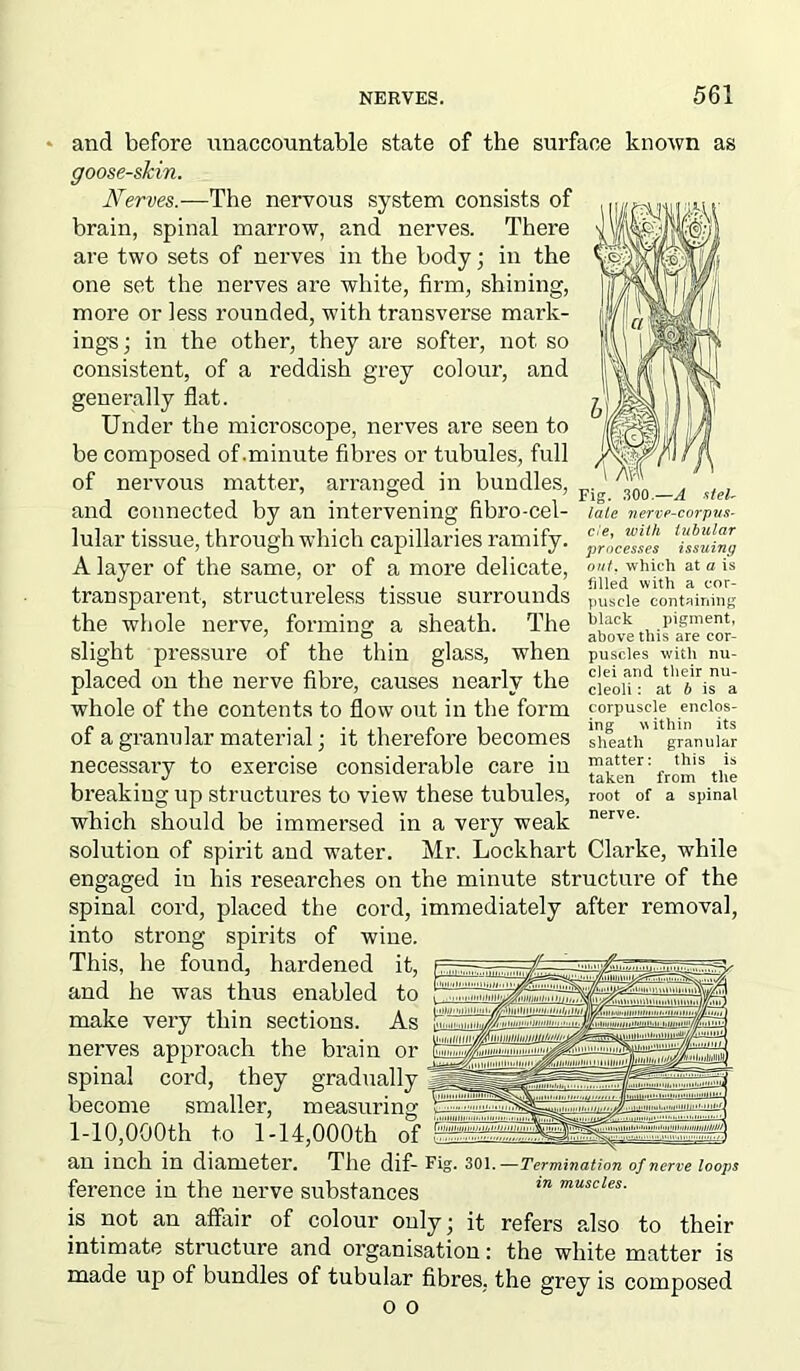 and before unaccountable state of the surface known as goose-skin. Nerves.—The nervous system consists of brain, spinal marrow, and nerves. There are two sets of nerves in the body ; in the one set the nerves are white, firm, shining, more or less rounded, wdth transverse mark- ings; in the other, they are softer, not so consistent, of a reddish grey colour, and generally flat. Under the microscope, nerves are seen to be composed of .minute fibres or tubules, full of nervous matter, arranged in bundles, and connected by an intervening fibro-cel- lular tissue, through which capillaries ramify. A layer of the same, or of a more delicate, transparent, structureless tissue surrounds the whole nerve, forming a sheath. The slight pressure of the thin glass, when placed on the nerve fibre, causes nearly the whole of the contents to flow out in the form of a granular material; it therefore becomes necessary to exercise considerable care in breaking up structures to view these tubules, which should be immersed in a very weak solution of spirit and water. Mr. Lockhart Clarke, while engaged in his researches on the minute structure of the spinal cord, placed the cord, immediately after removal, into strong spirits of wine. This, he found, hardened it, and he was thus enabled to make very thin sections. As nerves approach the brain or spinal cord, they gradually become smaller, measuring 1-10,000th to 1-14,000th of an inch in diameter. The dif- Fig. 301 .—Termination of nerve loops ference in the nerve substances in muscles- is not an affair of colour only; it refers pJso to their intimate structure and organisation: the white matter is made up of bundles of tubular fibres, the grey is composed o o Fig. 300 —A stel- late nerve-corpus- cle, with tubular processes issuing out. which at a is filled with a cor- puscle containing black pigment, above this are cor- puscles with nu- clei and their nu- cleoli : at 6 is a corpuscle enclos- ing within its sheath granular matter: this is taken from the root of a spinal nerve.