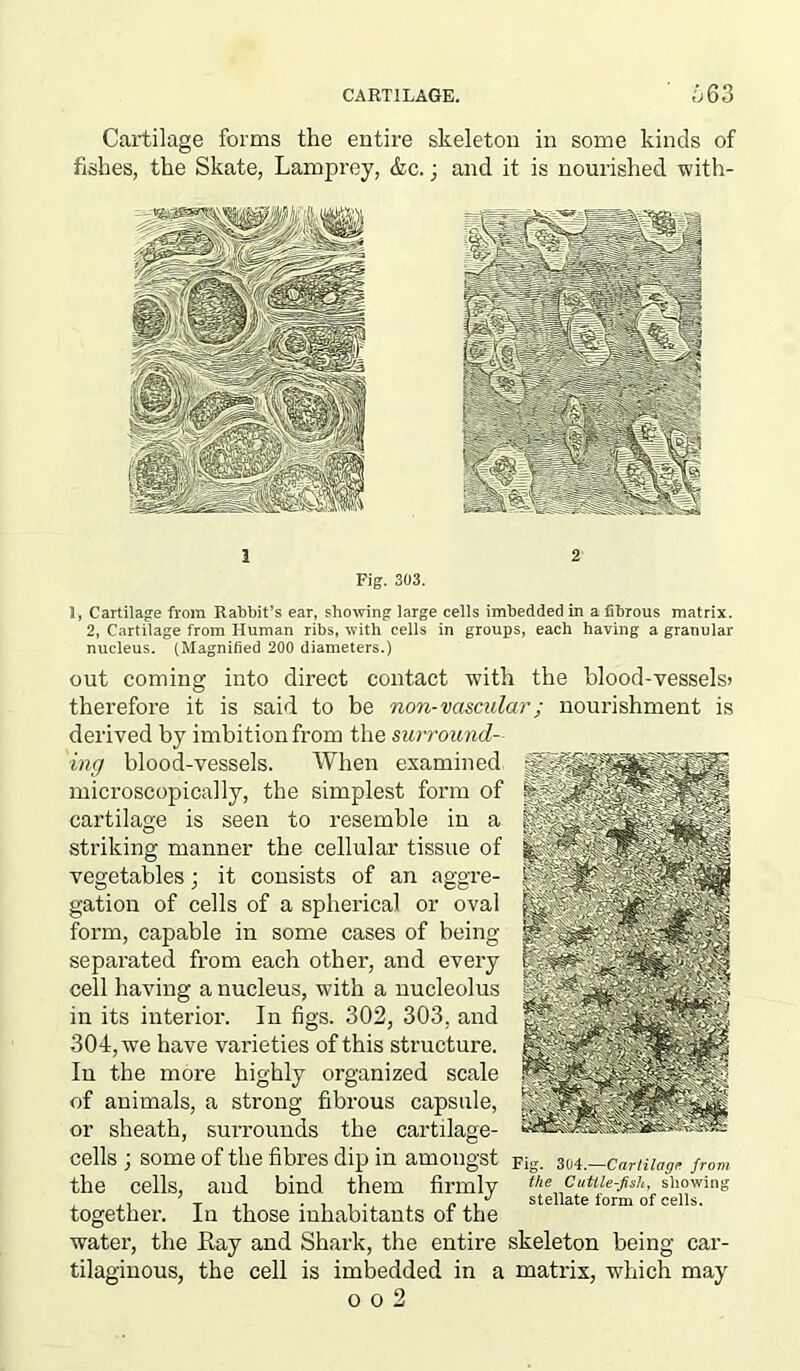 CARTILAGE. 663 Cartilage forms the entire skeleton in some kinds of fishes, the Skate, Lamprey, &c.; and it is nourished with- 1 2 Fig. 303. 1, Cartilage from Rabbit’s ear, showing large cells imbedded in a fibrous matrix. 2, Cartilage from Human ribs, with cells in groups, each having a granular nucleus. (Magnified 200 diameters.) out coming into direct contact with the blood-vessels> therefore it is said to be non-vascular; nourishment is derived by imbitionfrom the surround- ing blood-vessels. When examined microscopically, the simplest form of cartilage is seen to resemble in a striking manner the cellular tissue of vegetables; it consists of an aggre- gation of cells of a spherical or oval form, capable in some cases of being separated from each other, and every cell having a nucleus, with a nucleolus in its interior. In figs. 302, 303, and 304, we have varieties of this structure. In the more highly organized scale of animals, a strong fibrous capsule, or sheath, surrounds the cartilage- cells ; some of the fibres dip in amongst F;g. 304 —cartilage from the cells, and bind them firmly the Cuttle-fish, showing T ,, • 1 , . p .1 stellate form of cells. together, in those mhRoitcxnts ox the water, the Ray and Shark, the entire skeleton being car- tilaginous, the cell is imbedded in a matrix, which may