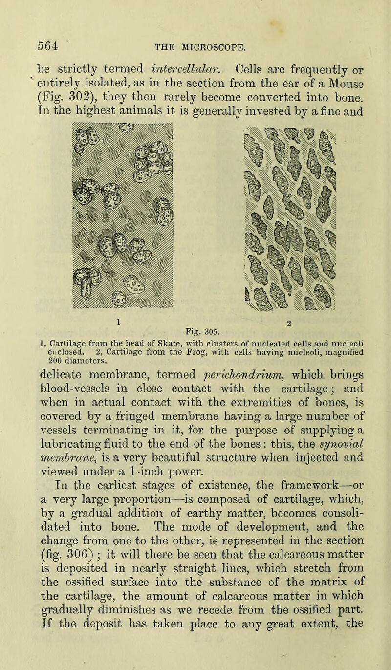 be strictly termed intercellular. Cells are frequently or entirely isolated, as in the section from the ear of a Mouse (Fig. 302), they then rarely become converted into bone. In the highest animals it is generally invested by a fine and Fig. 305. 1, Cartilage from the head of Skate, with clusters of nucleated cells and nucleoli enclosed. 2, Cartilage from the Frog, with cells having nucleoli, magnified 200 diameters. delicate membrane, termed 'perichondrium, which brings blood-vessels in close contact with the cartilage; and when in actual contact with the extremities of bones, is covered by a fringed membrane having a large number of vessels terminating in it, for the purpose of supplying a lubricating fluid to the end of the bones: this, the synovial membrane, is a very beautiful structure when injected and viewed under a 1 -inch power. In the earliest stages of existence, the framework—or a very large proportion—is composed of cartilage, which, by a gradual addition of earthy matter, becomes consoli- dated into bone. The mode of development, and the change from one to the other, is represented in the section (fig. 306) ; it will there be seen that the calcareous matter is deposited in nearly straight lines, which stretch from the ossified surface into the substance of the matrix of the cartilage, the amount of calcareous matter in which gradually diminishes as we recede from the ossified part. If the deposit has taken place to any great extent, the