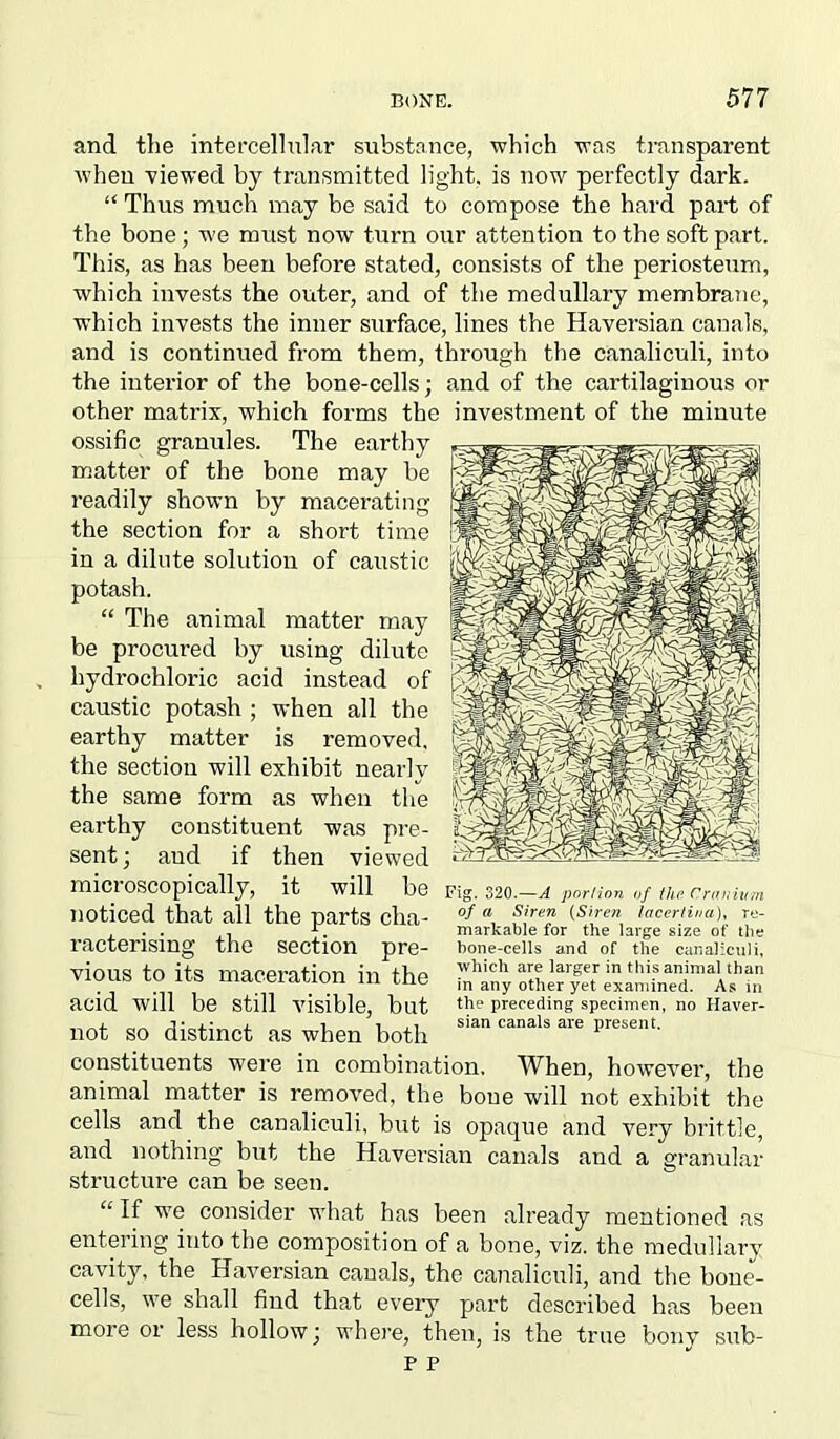 and the intercellular substance, which was transparent when viewed by transmitted light, is now perfectly dark. “ Thus much may be said to compose the hard part of the bone; we must now turn our attention to the soft part. This, as has been before stated, consists of the periosteum, which invests the outer, and of the medullary membrane, which invests the inner surface, lines the Haversian canals, and is continued from them, through the canaliculi, into the interior of the bone-cells; and of the cartilaginous or other matrix, which forms the investment of the minute ossific granules. The earthy matter of the bone may be readily shown by macerating the section for a short time in a dilute solution of caustic potash. “ The animal matter may be procured by using dilute hydrochloric acid instead of caustic potash ; when all the earthy matter is removed, the section will exhibit nearly the same form as when the earthy constituent was pre- sent; and if then viewed microscopically, it will be noticed that all the parts cha- racterising the section pre- vious to its maceration in the acid will be still visible, but not so distinct as when both constituents were in combination. When, however, the animal matter is removed, the bone will not exhibit the cells and the canaliculi, but is opaque and very brittle, and nothing but the Haversian canals and a granular structure can be seen. “ If we consider what has been already mentioned as entering into the composition of a bone, viz. the medullary cavity, the Haversian canals, the canaliculi, and the bone- cells, we shall find that every part described has been more or less hollow; where, then, is the true bony sub- p p Fig. 320.—A portion of the Cranium of a Siren {Siren lacertina), re- markable for the large size ot' the bone-cells and of the canaliculi, which are larger in this animal than in any other yet examined. As in the preceding specimen, no Haver- sian canals are present.