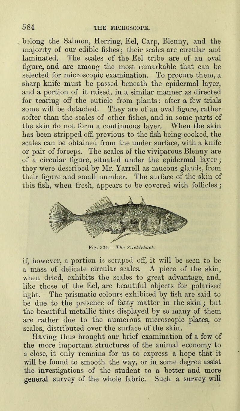 belong the Salmon, Herring, Eel, Carp, Blenny, and the majority of our edible fishes; their scales are circular and laminated. The scales of the Eel tribe are of an oval figure, and are among the most remarkable that can be selected for microscopic examination. To procure them, a sharp knife must be passed beneath the epidermal layer, and a portion of it raised, in a similar manner as directed for tearing off the cuticle from plants: after a few trials some will be detached. They are of an oval figure, rather softer than the scales of other fishes, and in some parts of the skin do not form a continuous layer. When the skin has been stripped off, previous to the fish being cooked, the scales can be obtained from the under surface, with a knife or pair of forceps. The scales of the viviparous Blenny are of a circular figure, situated under the epidermal layer; they were described by Mr. Yarrell as mucous glands, from their figure and small number. The surface of the skin of this fish, when fresh, appears to be covered with follicles; Fig. 324.—The Stickleback. if, however, a portion is scraped off, it will be seen to be a mass of delicate circular scales. A piece of the skin, when dried, exhibits the scales to great advantage, and, like those of the Eel, are beautiful objects for polarised light. The prismatic colours exhibited by fish are said to be due to the presence of fatty matter in the skin; but the beautiful metallic tints displayed by so many of them are rather due to the numerous microscopic plates, or scales, distributed over the surface of the skin. Having thus brought our brief examination of a few of the more important structures of the animal economy to a close, it only remains for us to express a hope that it will be found to smooth the way, or in some degree assist the investigations of the student to a better and more general survey of the whole fabric. Such a survey will