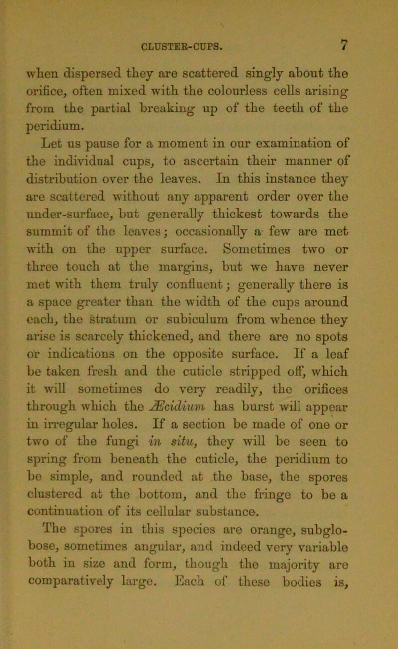 when dispersed they are scattered singly about the orifice, often mixed with the colourless cells arising from the partial breaking up of the teeth of the peridium. Let us pause for a moment in our examination of the individual cups, to ascertain their manner of distribution over the leaves. In this instance they are scattered without any apparent order over the imder-surface, but generally thickest towards the summit of the leaves; occasionally a few are met with on the upper surface. Sometimes two or three touch at the margins, but we have never met with them truly confluent; generally there is a space greater than the width of the cups around each, the stratum or subiculum from whence they arise is scarcely thickened, and there are no spots or indications on the opposite surface. If a leaf be taken fresh and the cuticle stripped off, which it will sometimes do very readily, the orifices through which the ^cidium has burst will appear in irregular holes. If a section be made of one or two of the fungi in situ, they Avill be seen to spring from beneath the cuticle, the peridium to be simple, and rounded at the base, the spores clustered at the bottom, and tho fringe to be a continuation of its cellular substance. The spores in this species are orange, subglo- bose, sometimes angular, and indeed very variable both in size and form, though the majority are comparatively large. Each of these bodies is.