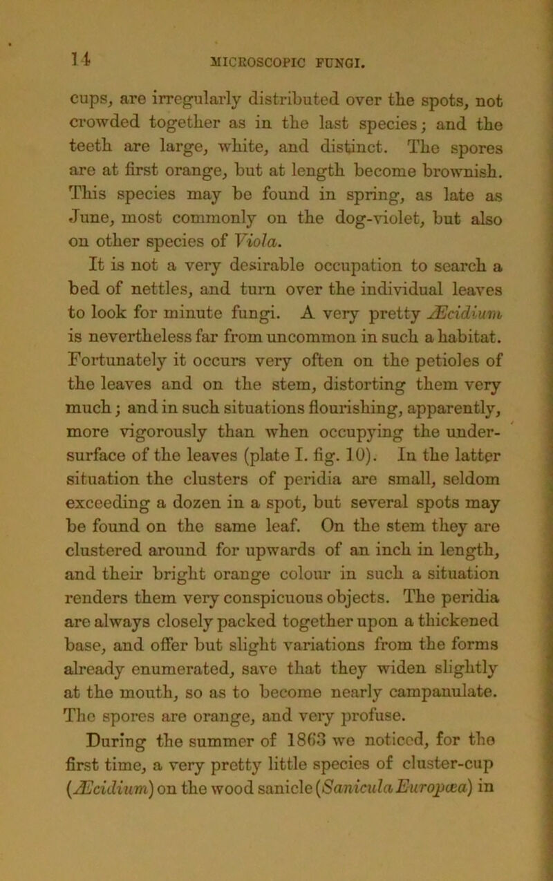 cups, are irregularly distributed over the spots, not crowded together as in the last species; and the teeth are large, white, and distinct. The spores are at first orange, but at length become brownish. This species may be found in spring, as late as June, most commonly on the dog-violet, but also on other species of Viola. It is not a very desirable occupation to search a bed of nettles, and turn over the individual leaves to look for minute fungi. A very pretty JEcidiunt, is nevertheless far from uncommon in such a habitat. Fortunately it occurs very often on the petioles of the leaves and on the stem, distorting them very much; and in such situations flourishing, apparently, more vigorously than when occupying the under- surface of the leaves (plate I. fig. 10). In the latter situation the clusters of peridia are small, seldom exceeding a dozen in a spot, but several spots may be found on the same leaf. On the stem they are clustered around for upwards of an inch in length, and their bright orange colour in such a situation renders them very conspicuous objects. The peridia are always closely packed together upon a thickened base, and offer but slight variations from the forms already enumerated, save that they widen slightly at the mouth, so as to become nearly campanulate. The spores are orange, and veiy juofuse. During the summer of ISfJo we noticed, for the first time, a very pretty little species of cluster-cup {JEciduim) on the wood sanicle {SaniculaEiirojicea) in