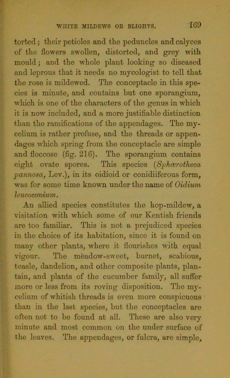 fG9 torted; their petioles and the peduncles and calyces of the flowers swollen, distorted, and grey with mould; and the whole plant looking so diseased and leprous that it needs no mycologist to tell that the rose is mildewed. The conceptacle in this spe- cies is minute, and contains but one sporangium, which is one of the characters of the genus in which it is now included, and a more justifiable distinction than the ramifications of the appendages. The my- celium is rather profuse, and the threads or appen- dages which spring from the conceptacle are simple and floccose (fig. 216). The sporangium contains eight ovate spores. This species {8phcerotheca pannosa, Lev.), in its oidioid or conidiiferous form, was for some time known under the name of Oidium leucoconium. An allied species constitutes the hop-mildew, a visitation with which some of our Kentish friends are too famihar. This is not a prejudiced species in the choice of its habitation, since it is found on many other plants, where it flourishes with equal vigour. The meadow-sweet, burnet, scabious, teasle, dandelion, and other composite plants, plan- tain, and plants of the cucumber family, all suffer more or less from its roving disposition. The my- celium of whitish threads is even more conspicuous than in the last species, but the conceptacles are often not to be found at all. These are also very minute and most common on the under surface of the leaves. The appendages, or fulcra, are simple,^
