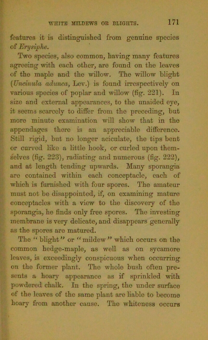 features it is distinguislied from genuine species of Enj$ij)lie. Two specieSj also common, having many features agreeing with each other, are found on the leaves of the maple and the willow. The willow blight {TJryyinula adunca, Lev.) is found irrespectively on various species of poplar and willow (fig. 221). In size and external appearances, to the unaided eye, it seems scarcely to differ from the preceding, but more minute examination will show that in the appendages there is an appreciable difference. Still rigid, but no longer aciculate, the tips bent or curved like a little hook, or curled upon them- selves (fig. 223), radiating and numerous (fig. 222), and at length tending upwards. Many sporangia are contained within each conceptacle, each of which is furnished with four spores. The amateur must not be disappointed, if, on examining mature conceptacles with a view to the discovery of the sporangia, he finds only free spores. The investing membrane is very delicate, and disappears generally as the spores are matured. The “ bhght ” or mildew which occurs on the common hedge-maple, as well as on sycamore leaves, is exceedingly conspicuous when occurring on the former plant. Tho whole bush often pre- sents a hoary appearance as if sprinkled with powdered chalk. In the spring, tho under surface of the leaves of the same plant are liable to become hoary from another cause. The whiteness occurs