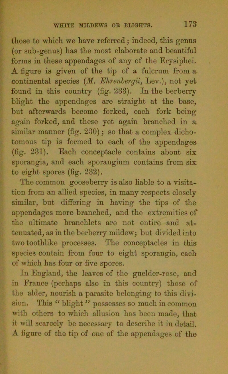 175 those to which we have referred; indeed, this genus (or sub-genus) has the most elaborate and beautiful forms in these appendages of any of the Erysiphei. A figure is given of the tip of a fulcrum from a continental species {M. Ehrenhergii, Lev.), not yet found in this country (fig. 233). In the berberry blight the appendages are straight at the base, but afterwards become forked, each fork being again forked, and these yet again branched in a similar manner (fig. 230); so that a complex dicho- tomous tip is formed to each of tho appendages (fig. 231). Each conceptacle contains about six sporangia, and each sporangium contains from six to eight spores (fig. 232). The common gooseberry is also liable to a visita- tion from an allied species, in many respects closely similar, but differing in having the tips of the appendages more branched, and the extremities of tho ultimate branchlets are not entire and at- tenuated, as in the berberry mildew; but divided into two toothlike processes. The conceptacles in this species contain from four to eight sporangia, each of which has four or five spores. In England, the leaves of the guelder-rose, and in France (perhaps also in this countr^’^) those of the alder, nourish a parasite belonging to this divi- sion. This “ blight ” possesses so much in common with others to which allusion has been made, that it will scarcely be necessary to describe it in detail. A figure of tho tip of one of the appendages of the