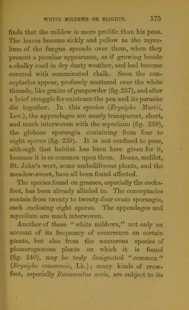 finds that the mildew is more prolific than his peas. The leaves become sickly and yellow as the myce- lium of the fungus spreads over them, when they present a peculiar appearance^ as if growing beside a chalky road in dry dusty weather, and had become covered with comminuted chalk. Soon the con- ccptacles appear, profusely scattered over the white threads, like grains of gunpowder (fig. 237), and after a brief struggle for existence the pea and its parasite die together. In this species {Erijsiphe Martii, Lev.), the appendages are nearly transparent, short, and much interwoven with the mycelium (fig. 238), the globose sporangia containing from four to eight spores (fig. 239). It is not confined to peas, although that habitat has been here given for it, because it is so common upon them. Beans, melilot, St. John^s wort, some umbelliferous plants, and the meadow-sweet, have all been found affected. The species found on grasses, especially the cocks- foot, has been already alluded to. The conccptacles contain from twenty to twenty-four ovate sporangia, each enclosing eight spores. The appendages and mycelium are much interwoven. Another of these “ white mildews,^^ not only on account of its frequency of occurrence on certain plants, but also from the numerous species of phanerogamous plants on which it is found (fig. 240), may bo truly designated common {Erysijjho communia, Lk.); many kinds of crow- foot, especially Iianuvr.vhis acris, are subject to its