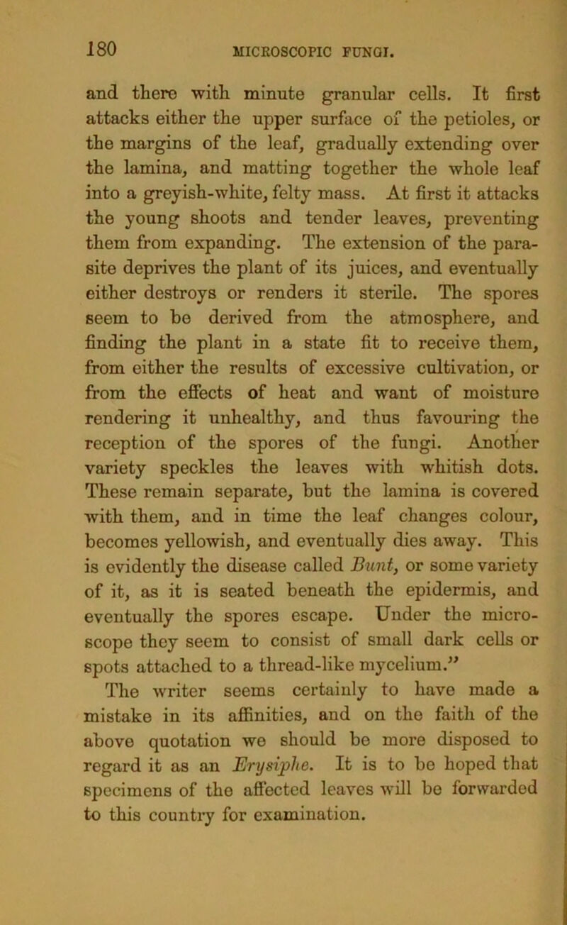and there with minute granular cells. It first attacks either the upper surface oi the petioles, or the margins of the leaf, gradually extending over the lamina, and matting together the whole leaf into a greyish-white, felty mass. At first it attacks the young shoots and tender leaves, preventing them from expanding. The extension of the para- site deprives the plant of its juices, and eventually either destroys or renders it sterile. The spores seem to be derived from the atmosphere, and finding the plant in a state fit to receive them, from either the results of excessive cultivation, or from the effects of heat and want of moisture rendering it unhealthy, and thus favouring the reception of the spores of the fungi. Another variety speckles the leaves with whitish dots. These remain separate, but the lamina is covered Avith them, and in time the leaf changes colour, becomes yellowish, and eventually dies away. This is evidently the disease called Bunt, or some variety of it, as it is seated beneath the epidermis, and eventually the spores escape. Under the micro- scope they seem to consist of small dark cells or spots attached to a thread-like mycelium.” The writer seems certainly to have made a mistake in its aflBnities, and on the faith of the above quotation we should be more disposed to regard it as an Erysiphe. It is to bo hoped that specimens of the affected leaves Avill bo forwarded to this countiy for examination.