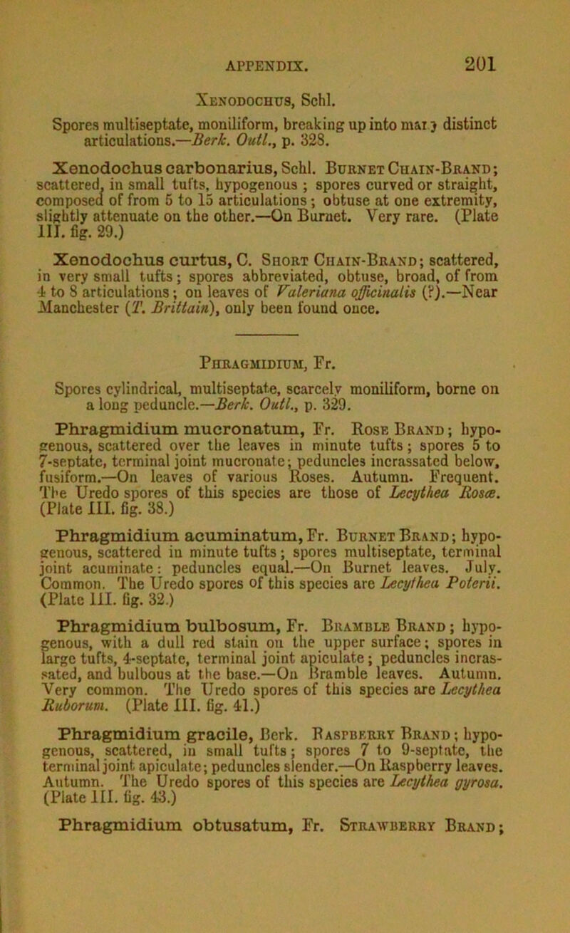 Xenodochus, Schl. Spores multiseptate, moniliform, breaking up into mar j distinct articulations.—Berk. Outl., p. 32S. Xenodochus carbonarius, Schl. Burnet Chain-Brand ; scattered, in small tufts, hypogenous ; spores curved or straight, composed of from 5 to 13 articulations; obtuse at one extremity, slightly attenuate on the other.—On Burnet. Very rare. (Plate III. fig. 20.) Xenodochus curtus, C. Short Chain-Brand; scattered, in very small tufts; spores abbreviated, obtuse, broad, of from 4 to 8 articulations; on leaves of Valeriana officinalis (?).—-Near Manchester {T. Brittain), only been found once. Phragmidium, Fr. Spores cylindrical, multiseptate, scarcely moniliform, borne on a long peduncle.—Outl., p. 329. Phragmidium mucronatum, Fr, Rose Brand ; hypo- genous, scattered over the leaves in minute tufts; spores 5 to 7-septate, terminal joint mucronate; peduncles incrassated below, fusiform.—On leaves of various Roses. Autumn. Frequent. The Uredo spores of this species are those of Lecythea Rosts. (Plate III. fig. 38.) Phragmidium acuminatum, Fr. Burnet Brand ; hypo- genous, scattered in minute tufts; spores multiseptate, terminal joint acuminate: peduncles equal.—On Burnet leaves. July. Common. The Uredo spores of this species are Lecythea Poterii. (Plate 111. fig. 32.) Phragmidium bulbosum, Fr. Bramble Brand ; hypo- genous, with a dull red stain on the upper surface; sp9res in large tufts, 4~septate, terminal joint apiculate; peduncles incras- .«ated, and bulbous at the base.—On Bramble leaves. Autumn. Very common. The Uredo spores of this ds& Lecythea Ruborum. (Plate 111. fig. 41.) Phragmidium gracile, Berk, Raspberry Brand ; hypo- genous, scattered, in small tufts; spores 7 to 9-sepfate, the terminal joint apiculate; peduncles slender.—On Raspberry leaves. Autumn. The Uredo spores of this species are Lecythea gyrosa. (Plate III. fig. 43.) Phragmidium obtusatum, Fr. Straavberry Brand;
