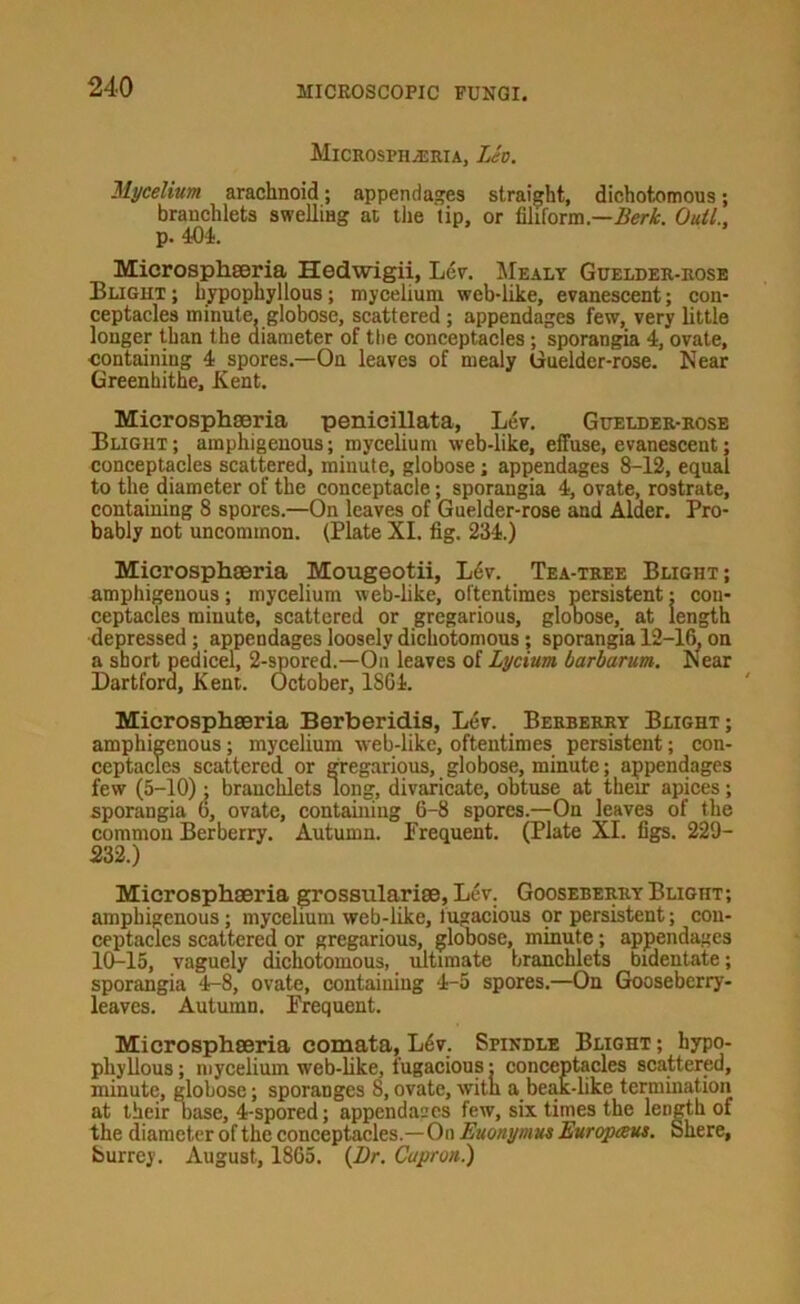 MicrosphjEria, Lh. Mycelium arachnoid; appendages straight, dichotomous; branchlets swelling at the lip, or filiform—Outl., p. 404. Microsphseria Hedwigii, Lev. !Mealt Guelder-rose Bligut; ceptacles longer thi containing 4 spores.—On leaves of mealy Guelder-rose. Near Greenhithe, Kent. uypopnyllous; mycelium web-like, evanescent; con- minute, globose, scattered; appendages few, very little in the diameter of the concentacles; snoraneia 4. ovate. Microsphseria penicillata, Lev. Guelder-rose Blight; amphigenous; mycelium web-like, effuse, evanescent; conceptacles scattered, minute, globose; appendages 8-12, equal to the diameter of the conceptacle; sporangia 4, ovate, rostrate, containing 8 spores.—On leaves of Guelder-rose and Alder. Pro- bably not uncommon. (Plate XI. fig. 234.) Microsphaeria Mougeotii, Ldv. Tea-tree Blight; amphigenous; mycelium web-like, oftentimes persistent: cou- ceptacles minute, scattered or gregarious, glooose, at length depressed ; appendages loosely dichotomous; sporangia 12-16, on a short pedicel, 2-spored.—On leaves of Lycium barbarum. Near Dartford, Kent. (Jctober, 1864. Microsphseria Berberidis, Lev. Berberry Blight ; amphigenous; mycelium web-like, oftentimes persistent; con- ceptacles scattered or gregarious, globose, minute; appendages few (5-10) ; branchlets long:, divaricate, obtuse at their apices; sporangia (), ovate, containing 6-8 spores.—On leaves of the common Berberry. Autumn. Frequent. (Plate XL figs. 229- 232.) Microsphaeria grossularise. Lev. Gooseberry Blight; amphigenous; mycelium web-like, lugacious pr persistent; con- ceptacles scattered or gregarious, globose, minute; appendages 10-15, vaguely dichotomous, ultimate branchlets bidentate; sporangia 4-8, ovate, containing 4-5 spores.—On Gooseberry- leaves. Autumn. Frequent. Microsphseria comata, L6v. Spindle Blight; hypo- phyllous; mycelium web-like, fugacious: conceptacles scattered, minute, globose; sporanges 8, ovate, with a beak-like termination at their case, 4-spored; appendaacs few, six times the length of the diameter of the conceptacles.—On Euonymus Europtsus. Shere, Surrey. August, 1865. (J)r. Capron.)