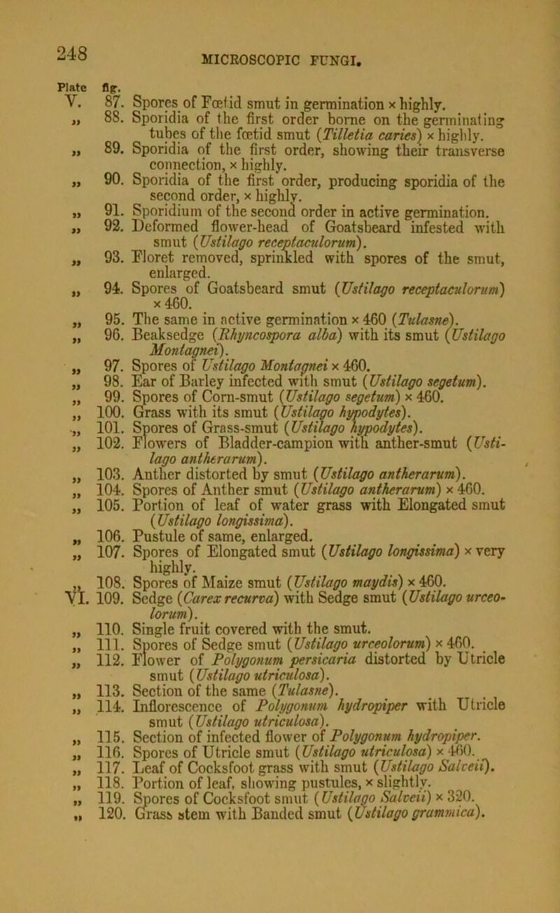 MICROSCOPIC FUNGI. Plate V. » n 99 99 99 99 99 99 99 99 99 99 99 '99 99 99 99 99 99 99 a. 99 99 99 99 99 99 99 99 99 99 99 tig- 87. Spores of Foetid smut in germination x highly, 88. Sporidia of the first order home on the genninaling tubes of the foetid smut {Tilletia caries) x higlily. 89. Sporidia of the first order, showing their transverse connection, x highly. 90. Sporidia of the first order, producing sporidia of the second order, x highly. 91. Sporidium of the second order in active germination. 92. Deformed flower-head of Groatsbeard infested with smut {Ustilago receptaculorum). 93. Floret removed, spriiikled with spores of the smut, enlarged. 94. Spores of Goatsbeard smut (Ustilago receptaculorum) x460. 95. The same in active germination x 460 (Tulasne). 96. Beaksedge [Rhyncospora alba) with its smut (Ustilago Montagnei). 97. Spores of Ustilago Montagnei x 460. 98. Ear of Barley infected with smut (Ustilago segetum). 99. Spores of Com-smut (Ustilago segetum) x 460. 100. Grass with its smut (Ustilago hypodytes). 101. Spores of Grass-smut (Ustilago hypodytes). 102. Flowers of Bladder-campion with anther-smut (Usti- lago antherarum). 103. Anther distorted by smut (Ustilago antherarum). 104. Spores of Anther smut (Ustilago antherarum) x 460. 105. Portion of leaf of water grass with Elongated smut (Ustilago longissima). 106. Pustule of same, enlarged. 107. Spores of Elongated smut (Ustilago longissima) x very highly. 108. Spores of Maize smut (Ustilago maydis) x 460. 109. Sedge (Carexrecurva) with Sedge smut (Ustilago urceo- lorum). 110. Single fruit covered with the smut. 111. Spores of Sedge smut (Ustilago urreolorum) x 460. 112. Flower of Polygonum persicaria distorted by Utricle smut (Ustilago utriculosa). 113. Section of the same (Tulasne). 114. Inflorescence of Polygonum hydropiper with Utricle sm\xi (Ustilago utriculosa). 115. Section of infected flower o( Polygonum hydropiper. 116. Spores of Utricle smut (Ustilago utriculosa) x tfiO. 117. Leaf of Cocksfoot grass with smut (Ustilago SalceiC). 118. Portion of leaf, showing pustules, x slightly. 119. ^ores of Cocksfoot smut (Ustilago Salveii) x 320. 120. Grass stem with Banded smut (Ustilago grammica).