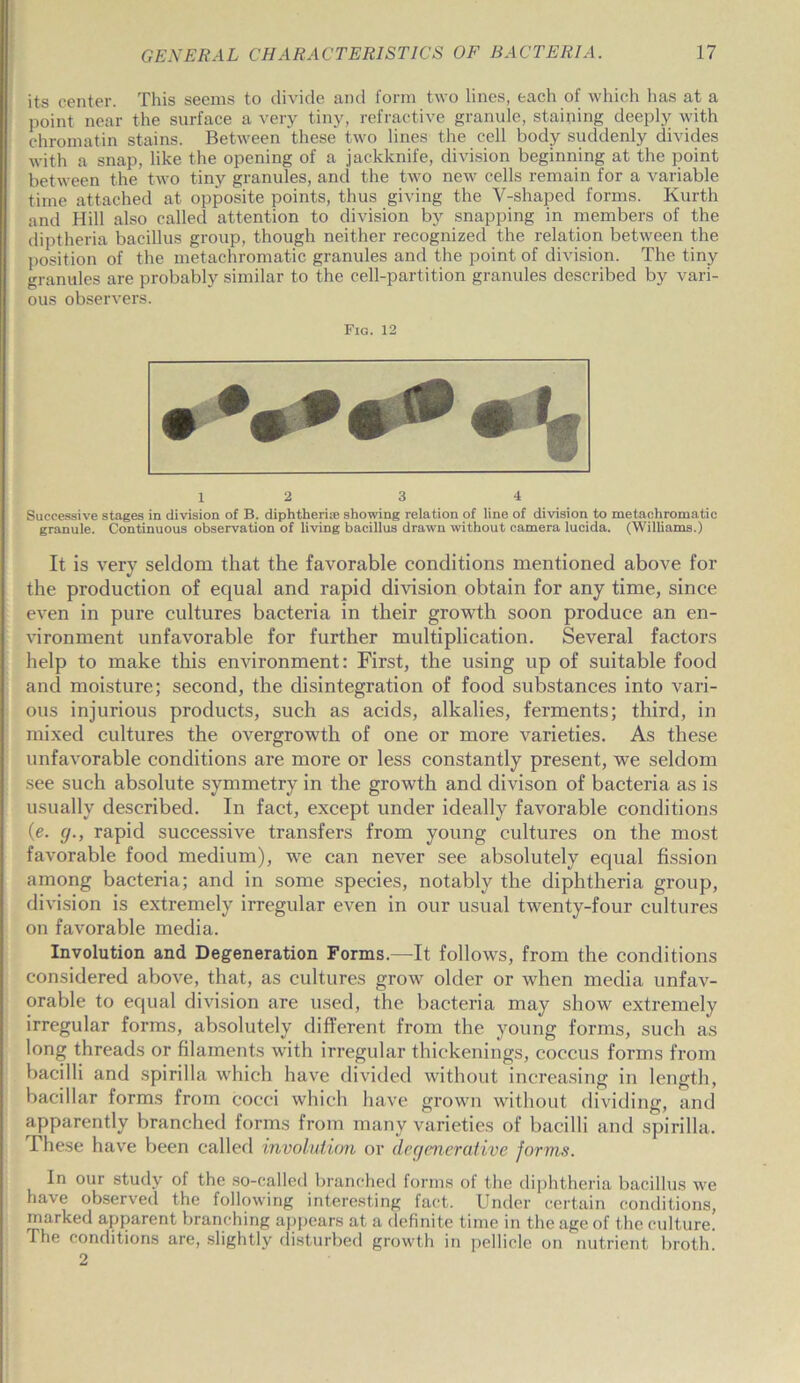 its center. This seems to divide and form two lines, each of which has at a point near the surface a very tiny, refractive granule, staining deeply with chromatin stains. Between these two lines the cell body suddenly divides with a snap, like the opening of a jackknife, division beginning at the point between the two tiny granules, and the two new cells remain for a variable time attached at opposite points, thus giving the Y-shaped forms. Kurth and Hill also called attention to division by snapping in members of the diptheria bacillus group, though neither recognized the relation between the position of the metachromatic granules and the point of division. The tiny granules are probably similar to the cell-partition granules described by vari- ous observers. Fig. 12 12 3 4 Successive stages in division of B. diphtheria; showing relation of line of division to metachromatic granule. Continuous observation of living bacillus drawn without camera lucida. (Williams.) It is very seldom that the favorable conditions mentioned above for the production of equal and rapid division obtain for any time, since even in pure cultures bacteria in their growth soon produce an en- vironment unfavorable for further multiplication. Several factors help to make this environment: First, the using up of suitable food and moisture; second, the disintegration of food substances into vari- ous injurious products, such as acids, alkalies, ferments; third, in mixed cultures the overgrowth of one or more varieties. As these unfavorable conditions are more or less constantly present, we seldom see such absolute symmetry in the growth and divison of bacteria as is usually described. In fact, except under ideally favorable conditions (e. (/., rapid successive transfers from young cultures on the most favorable food medium), we can never see absolutely equal fission among bacteria; and in some species, notably the diphtheria group, division is extremely irregular even in our usual twenty-four cultures on favorable media. Involution and Degeneration Forms.—It follows, from the conditions considered above, that, as cultures grow older or when media unfav- orable to equal division are used, the bacteria may show extremely irregular forms, absolutely different from the young forms, such as long threads or filaments with irregular thickenings, coccus forms from bacilli and spirilla which have divided without increasing in length, bacillar forms from cocci which have grown without dividing, and apparently branched forms from many varieties of bacilli and spirilla. These have been called involution or degenerative forms. In our study of the so-called branched forms of the diphtheria bacillus we have observed the following interesting fact. Under certain conditions, marked apparent branching appears at a definite time in the age of the culture. The conditions are, slightly disturbed growth in pellicle on nutrient broth. 2