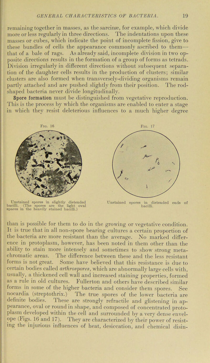 remaining together in masses, as the sarcinse, for example, which divide more or less regularly in three directions. The indentations upon these masses or cubes, which indicate the point of incomplete fission, give to these bundles of cells the appearance commonly ascribed to them— that of a bale of rags. As already said, incomplete division in two op- posite directions results in the formation of a group of forms as tetrads., Division irregularly in different directions without subsequent separa- tion of the daughter cells results in the production of clusters; similar clusters are also formed when transversely-dividing organisms remain partly attached and are pushed slightly from their position. The rod- shaped bacteria never divide longitudinally. Spore formation must be distinguished from vegetative reproduction. This is the process by which the organisms are enabled to enter a stage in which they resist deleterious influences to a much higher degree Fig. 16 Unstained spores in slightly distended bacilli. (The spores are the light oval spaces in the heavily stained bacilli.) Fig. 17 Unstained spores in distended ends of bacilli. than is possible for them to do in the growing or vegetative condition. It is true that in all non-spore bearing cultures a certain proportion of the bacteria are more resistant than the average. No marked differ- ence in protoplasm, however, has been noted in them other than the ability to stain more intensely and sometimes to show strong meta- chromatic areas. The difference between these and the less resistant forms is not great. Some have believed that this resistance is due to certain bodies called arthrospores, which are abnormally large cells with, usually, a thickened cell wall and increased staining properties, formed as a rule in old cultures. Fullerton and others have described similar forms in some of the higher bacteria and consider them spores. See nocardia (streptothrix.) The true spores of the lower bacteria are definite bodies. These are strongly refractile and glistening in ap- pearance, oval or round in shape, and composed of concentrated proto- plasm developed within the cell and surrounded by a very dense envel- ope (Figs. 16 and 17). They are characterized by their power of resist- ing the injurious influences of heat, desiccation, and chemical disin-