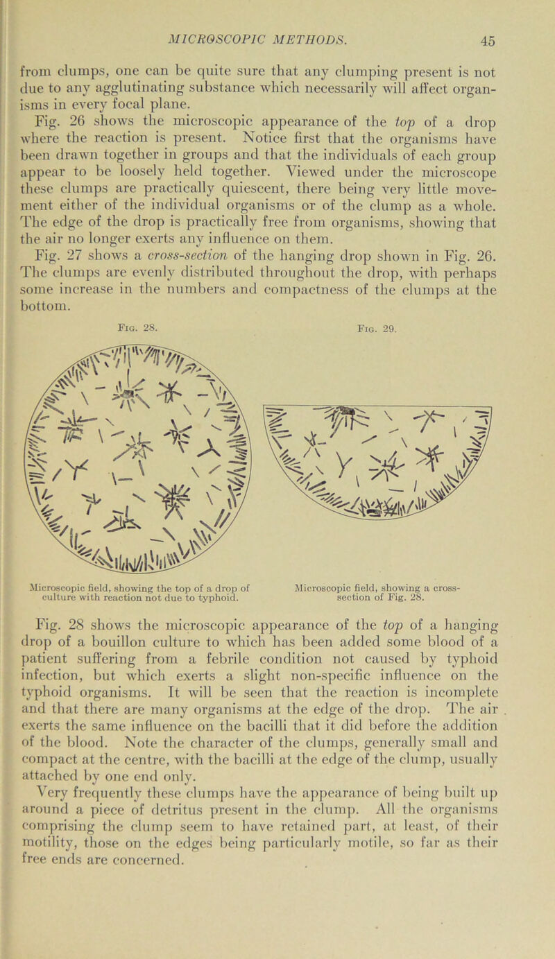 from clumps, one can be quite sure that any clumping present is not due to any agglutinating substance which necessarily will affect organ- isms in every focal plane. Fig. 26 shows the microscopic appearance of the top of a drop where the reaction is present. Notice first that the organisms have been drawn together in groups and that the individuals of each group appear to be loosely held together. Viewed under the microscope these clumps are practically quiescent, there being very little move- ment either of the individual organisms or of the clump as a whole. The edge of the drop is practically free from organisms, showing that the air no longer exerts any influence on them. Fig. 27 shows a cross-section of the hanging drop shown in Fig. 26. The clumps are evenly distributed throughout the drop, with perhaps some increase in the numbers and compactness of the clumps at the bottom. Fig. 28 shows the microscopic appearance of the top of a hanging drop of a bouillon culture to which has been added some blood of a patient suffering from a febrile condition not caused by typhoid infection, but which exerts a slight non-specific influence on the typhoid organisms. It will be seen that the reaction is incomplete and that there are many organisms at the edge of the drop. The air exerts the same influence on the bacilli that it did before the addition of the blood. Note the character of the clumps, generally small and compact at the centre, with the bacilli at the edge of the clump, usually attached by one end only. Very frequently these clumps have the appearance of being built up around a piece of detritus present in the clump. All the organisms comprising the clump seem to have retained part, at least, of their motility, those on the edges being particularly motile, so far as their free ends are concerned.